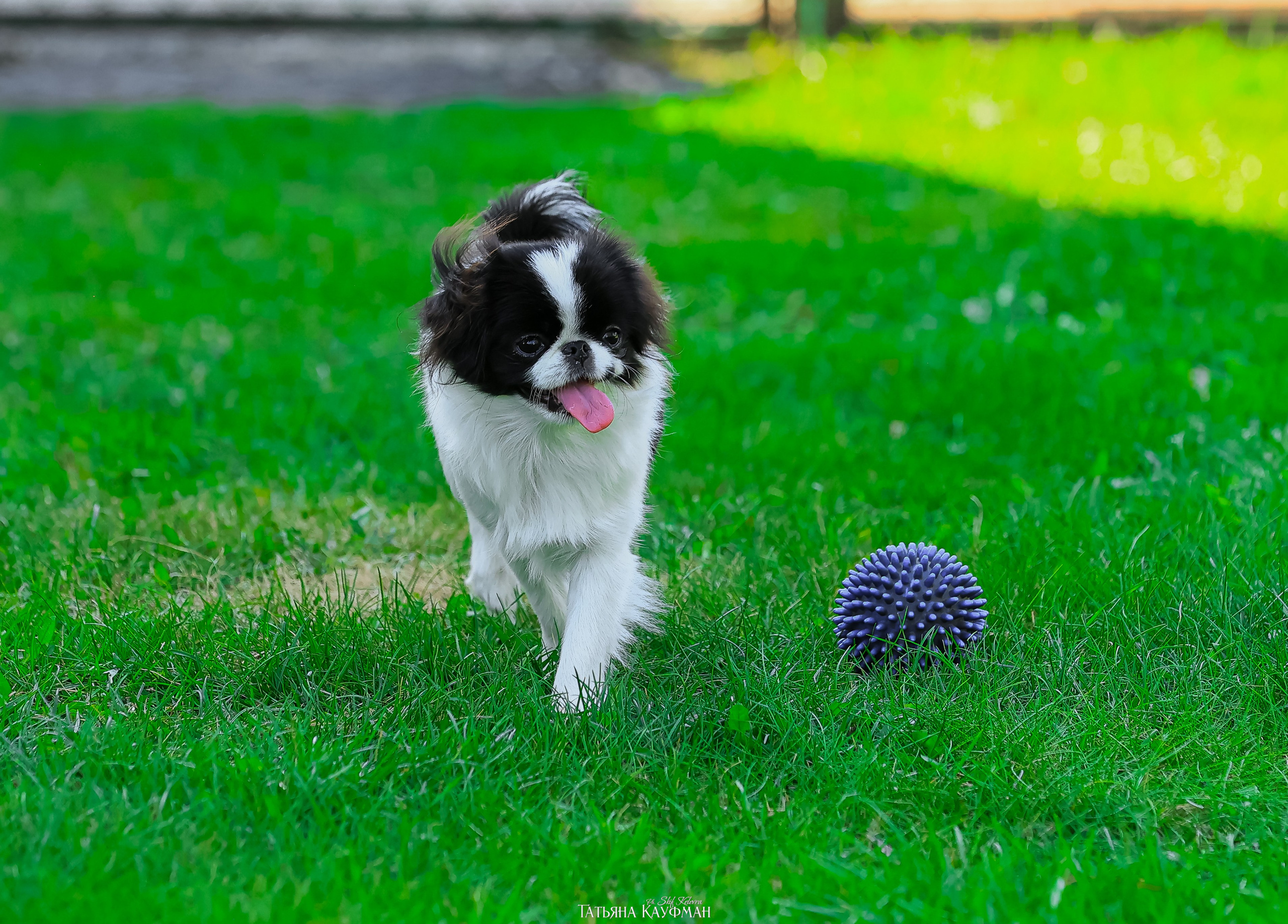 Японский хин, фотография японский хин, собака в цветах, красивая собака, фотограф анималист, фотокурс Анималистика, научиться фотографировать собак, фотограф Новосибирск