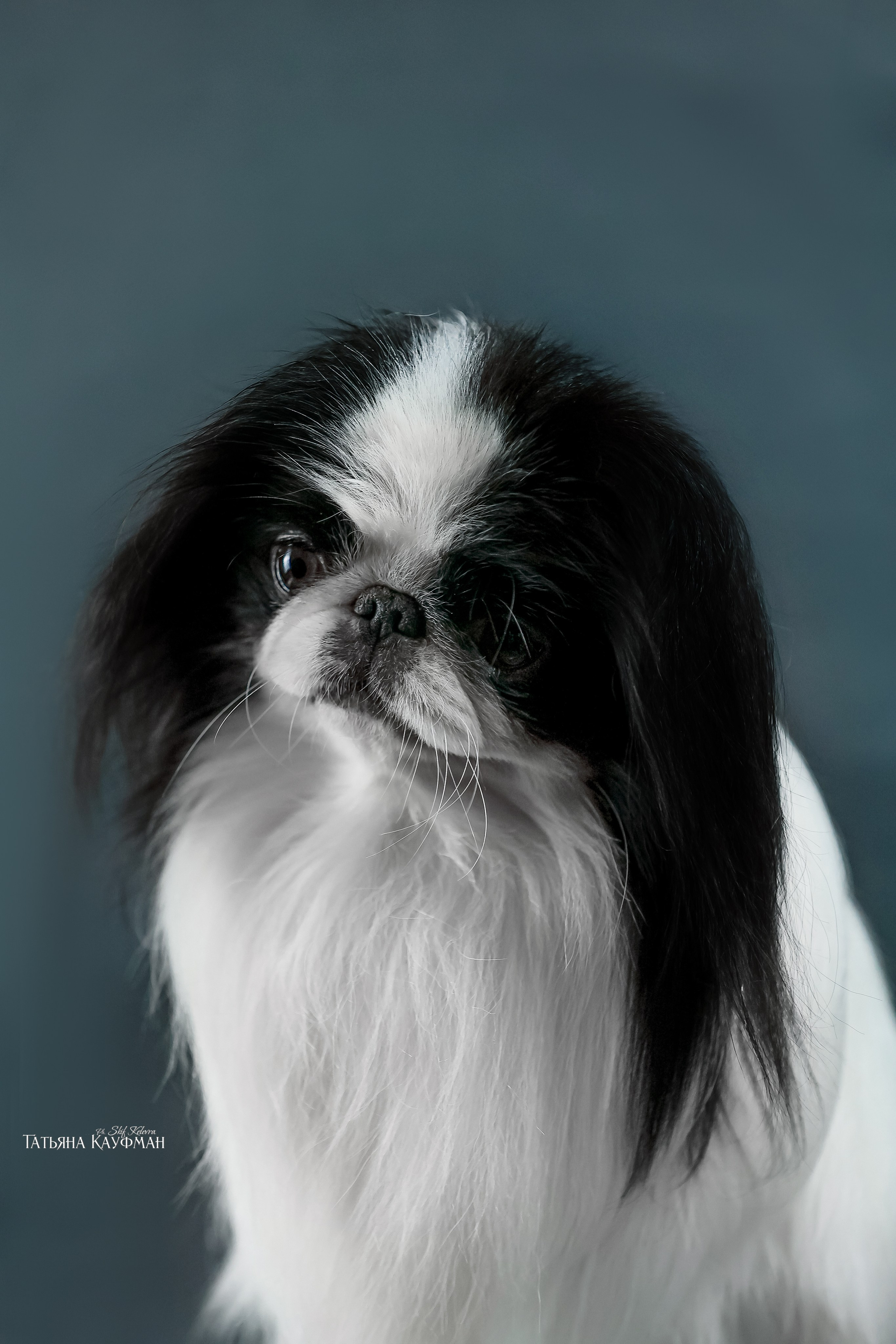 Японский хин, фотография японский хин, собака в цветах, красивая собака, фотограф анималист, фотокурс Анималистика, научиться фотографировать собак, фотограф Новосибирск, фотостудия Скифки, студийная фотография