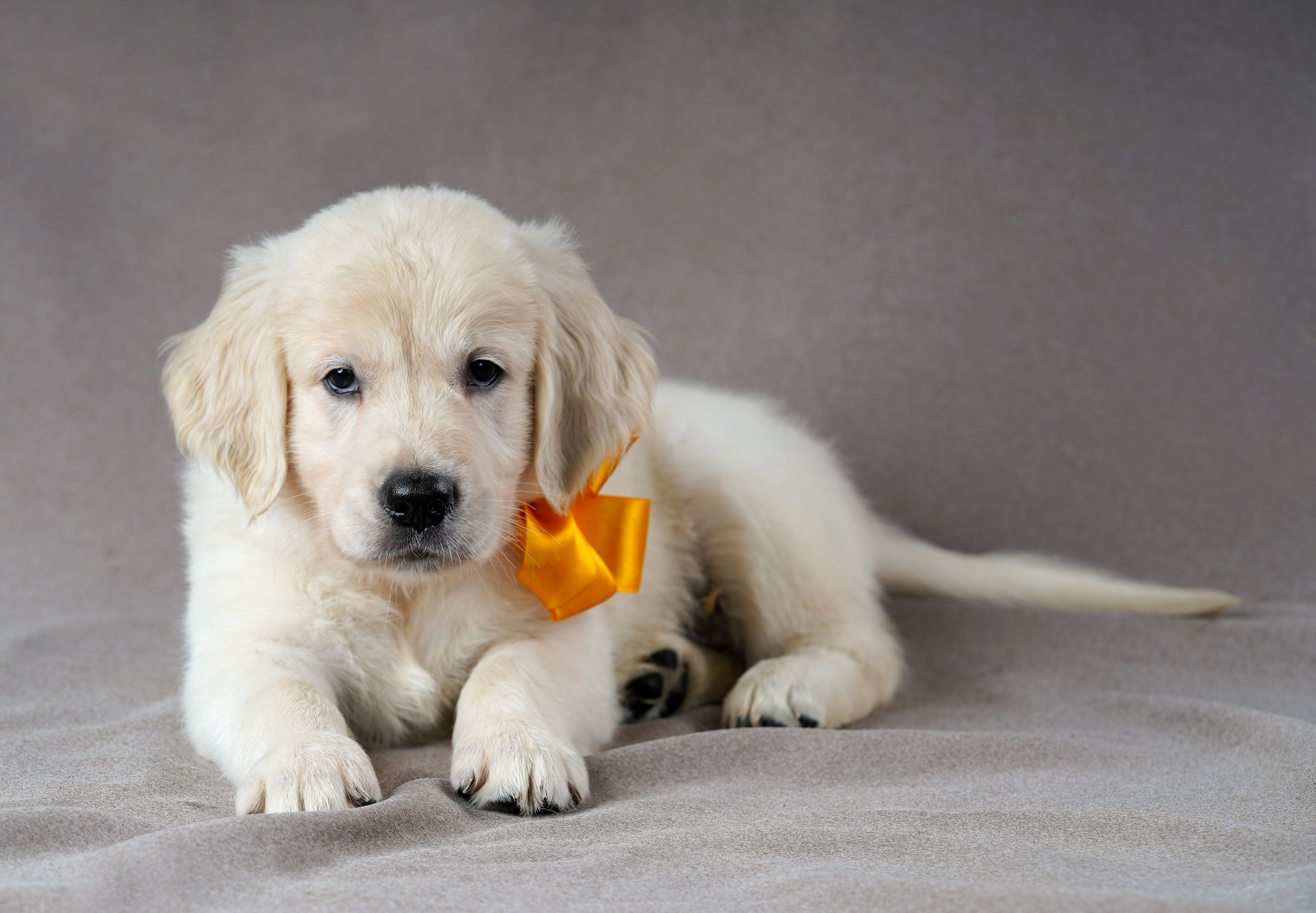 съемка собак, съемка щенков , съемка собак для авито, съемка щенков для авито, грумминг, фотограф животных. фотограф собак,