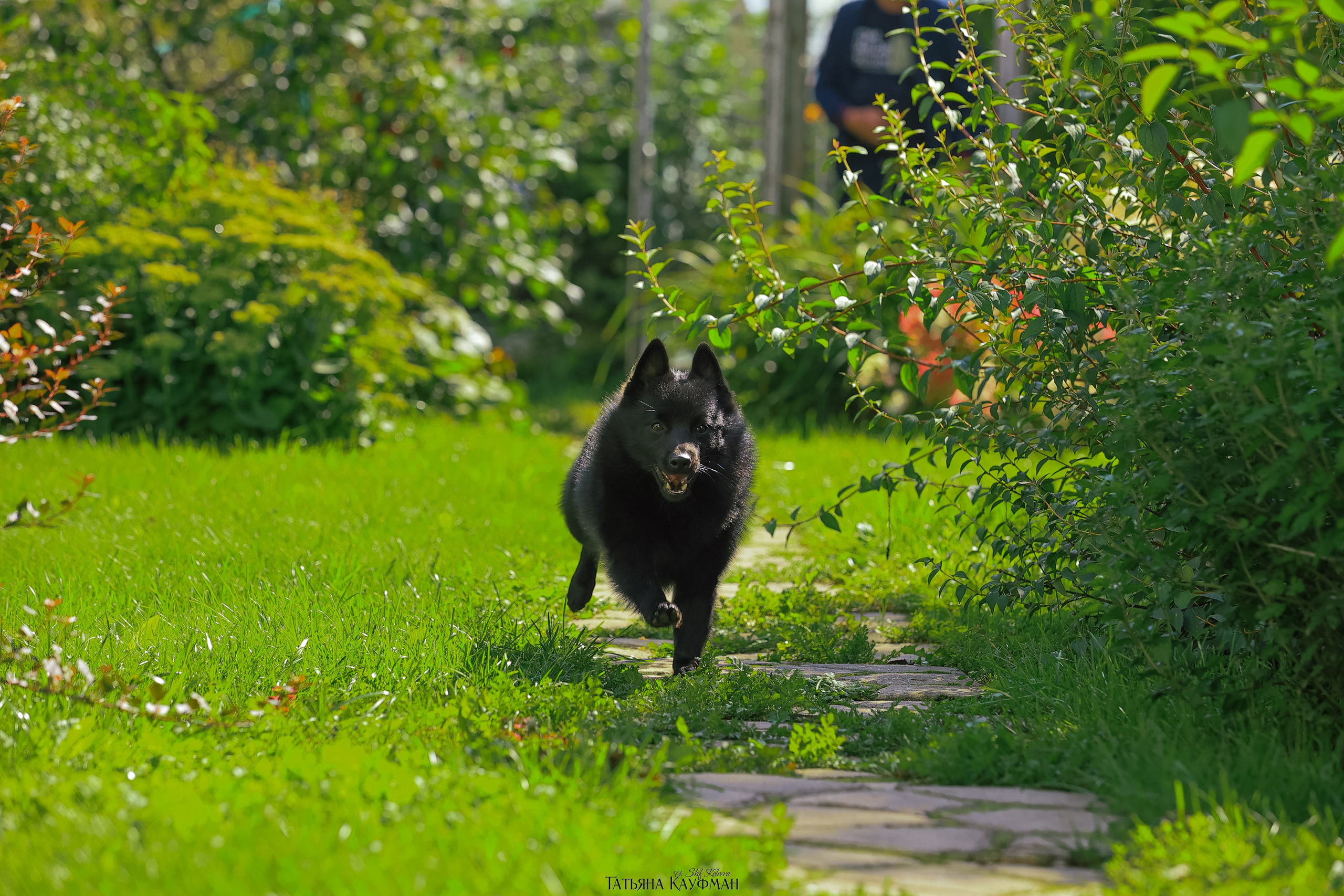 Шипперке, схипперке, красивая собака, фотограф анималист, фотокурс Анималистика, научиться фотографировать собак, фотограф Новосибирск