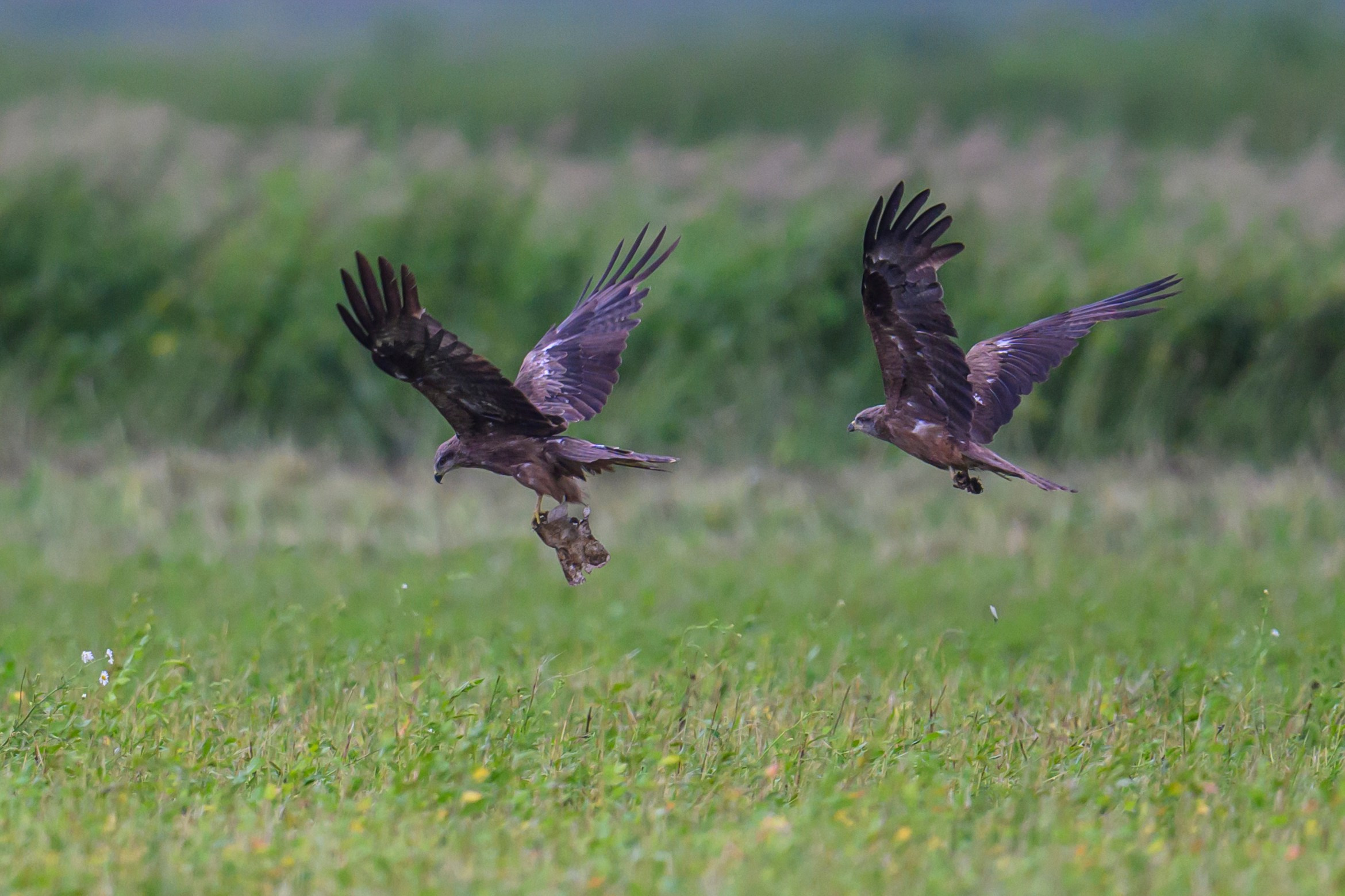 Коршуны развлекаются. Фотограф Сергей Пупонин