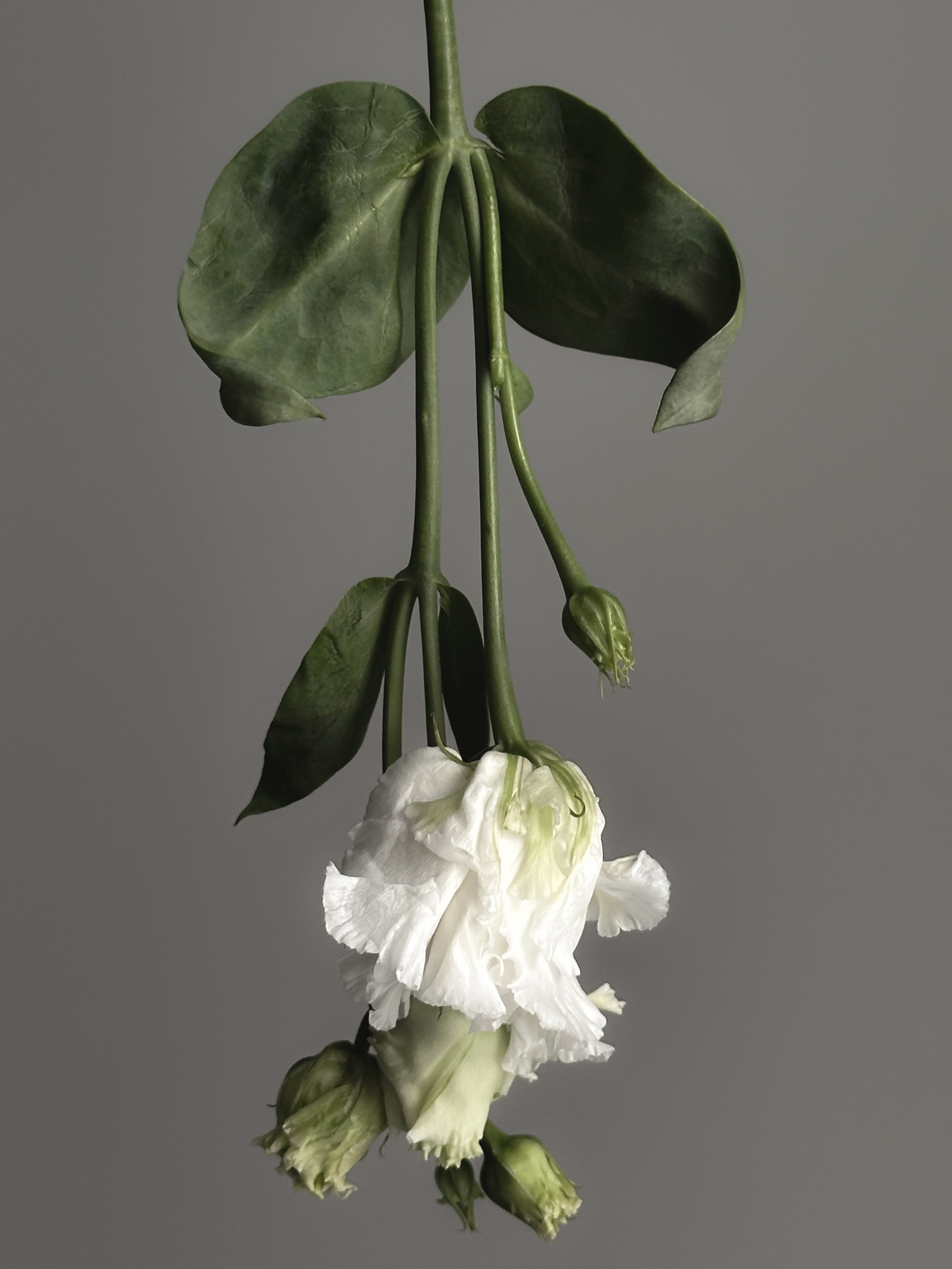 Мобильная съемка. Интерьерный фотограф в Санкт-Петербурге Диана Аносова