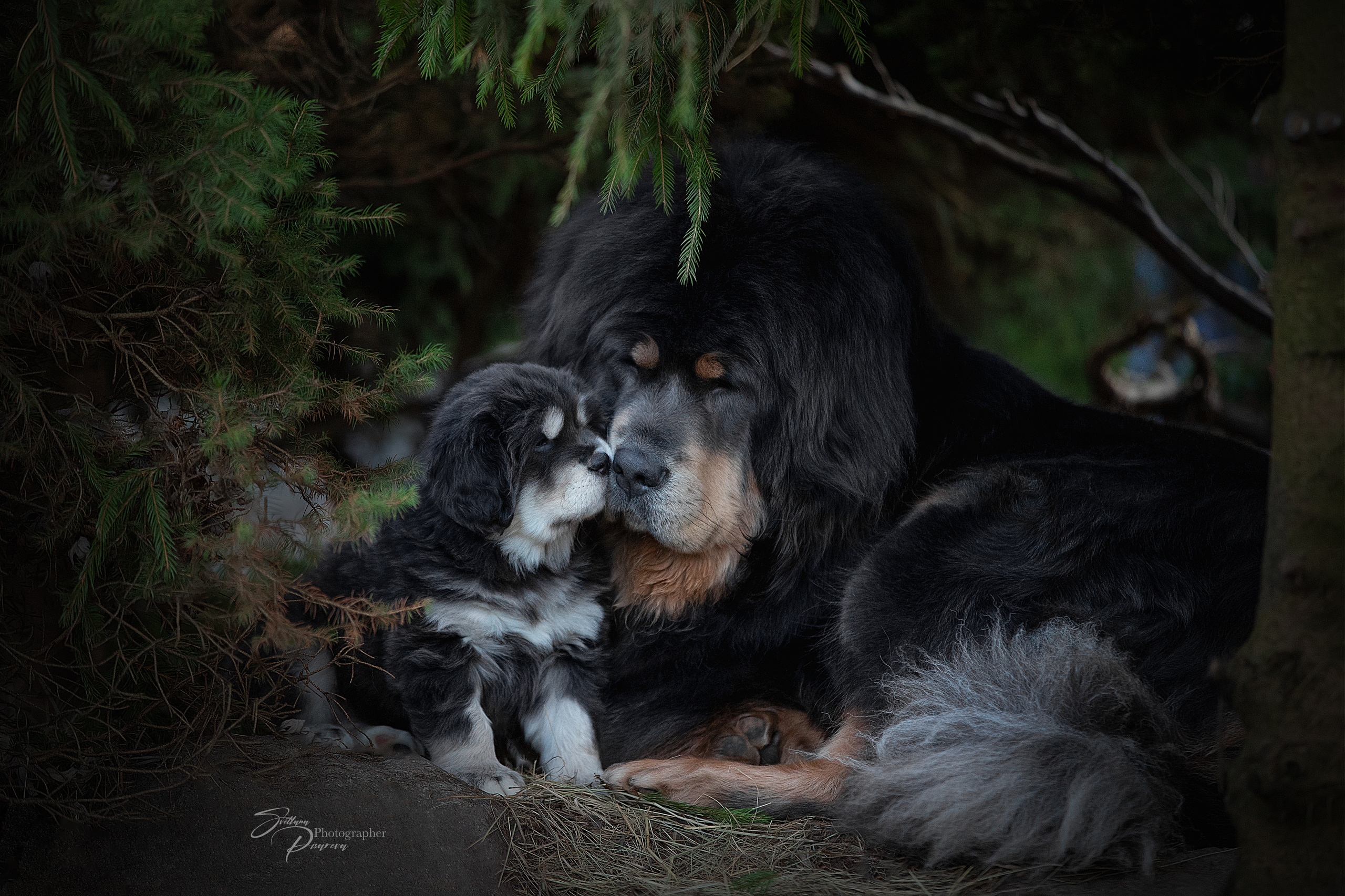 Фотограф анималист в Санкт-Петербурге Светлана Писарева