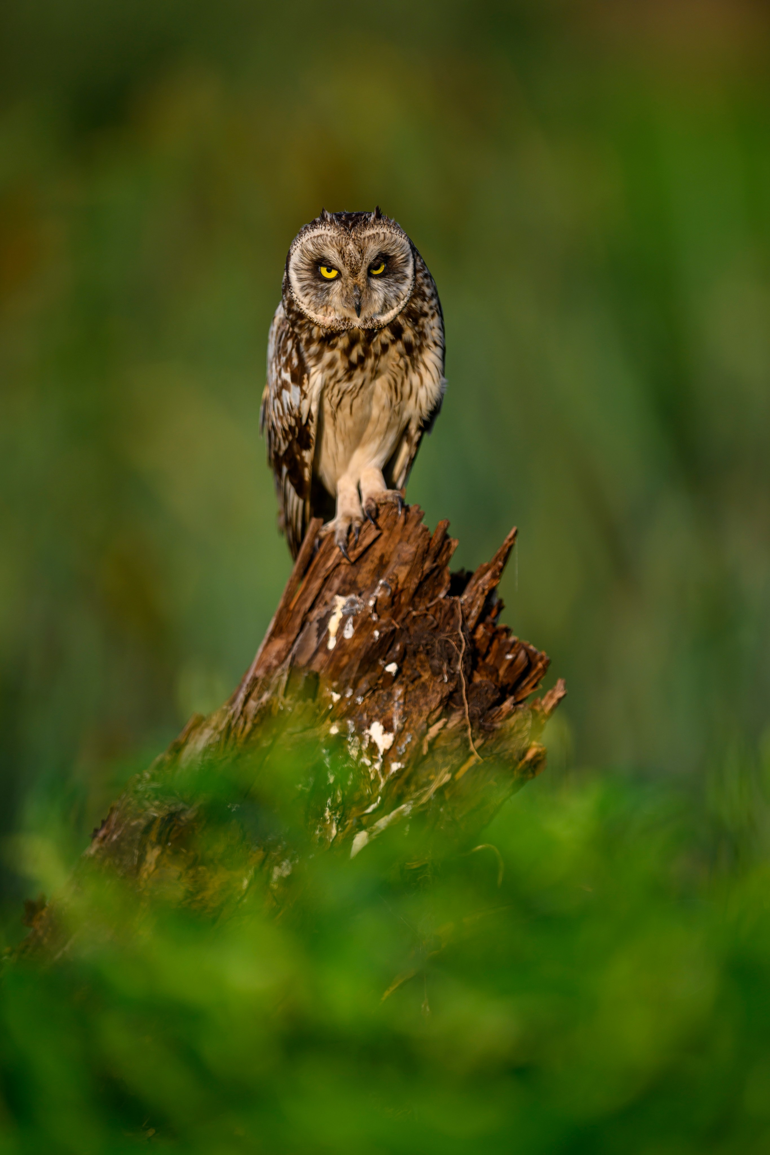 Сова на рассвете. Owl at dawn. Wildlife photography by Sergey Puponin