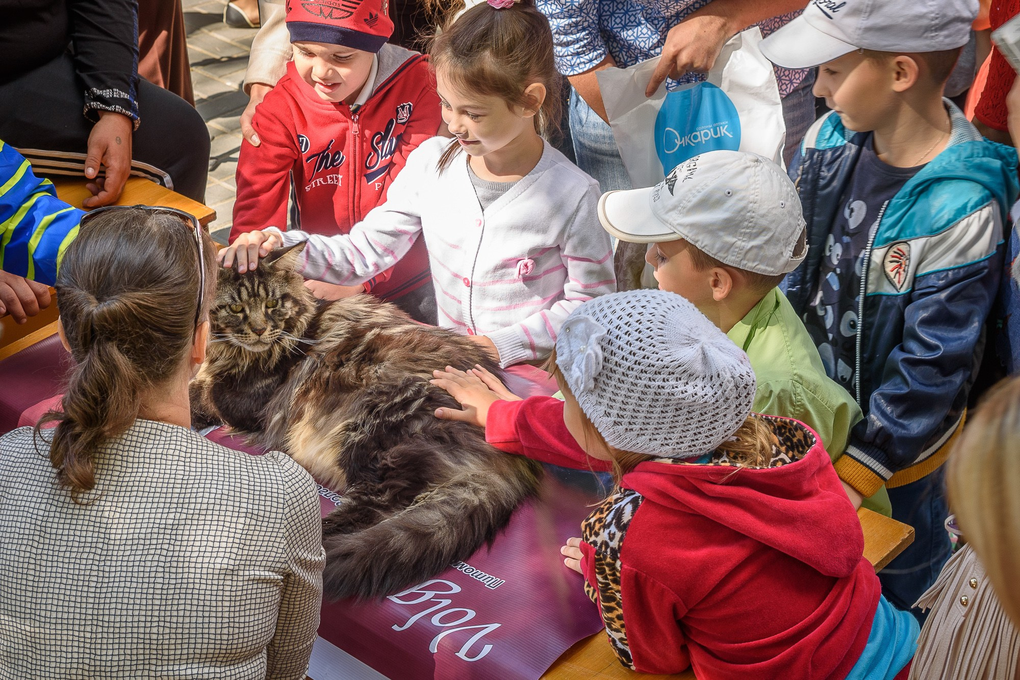 Дети гладят большого кота мейн-куна