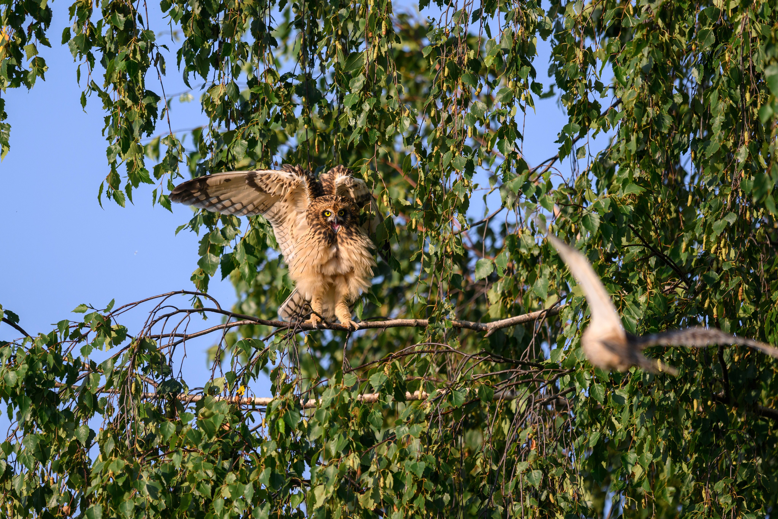 Совята завтракают. The owlets are having breakfast. Wildlife photography by Sergey Puponin