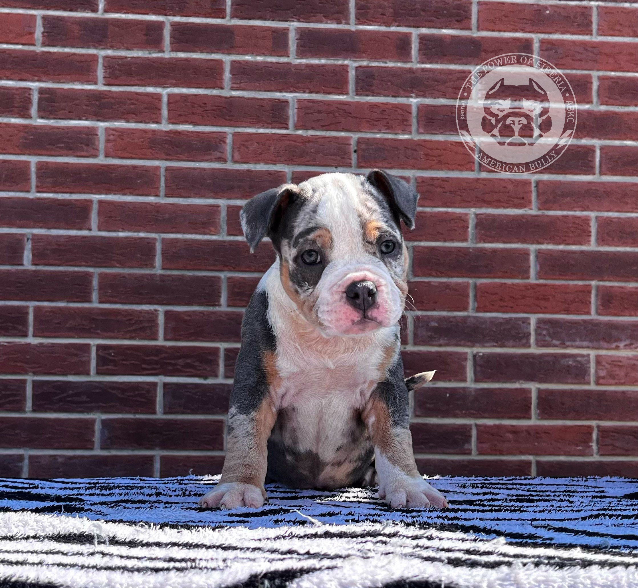 Помет Каспер и Асти. 13.04.25. Американский Булли в г. Ростов-на-Дону. Питомник THE POWER OF SIBERIA