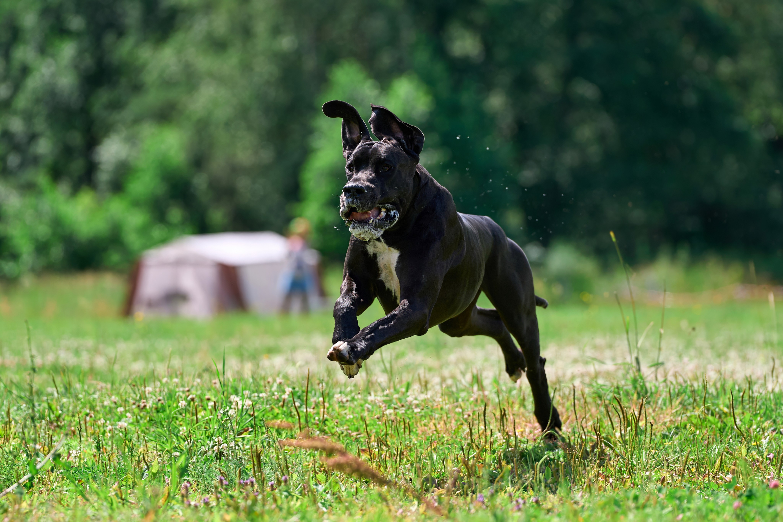 Тренировка по курсингу в Донино. Фотограф-анималист Михаил Манухин