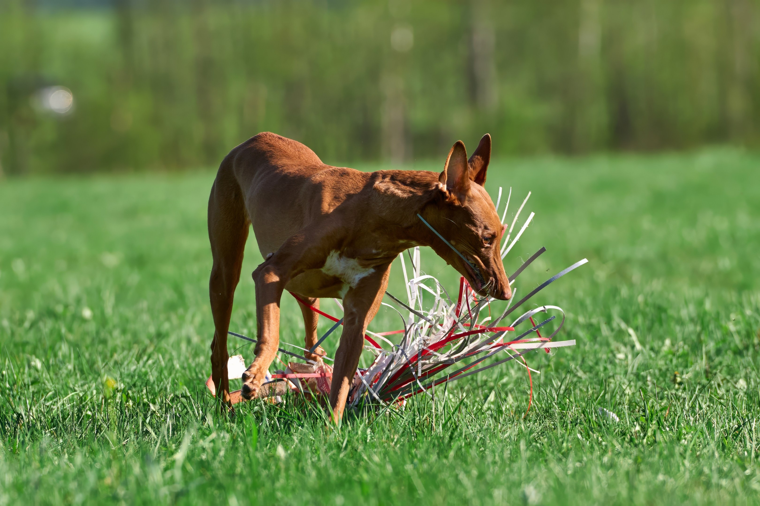Тренировка по курсингу Донино. Фотограф-анималист Михаил Манухин