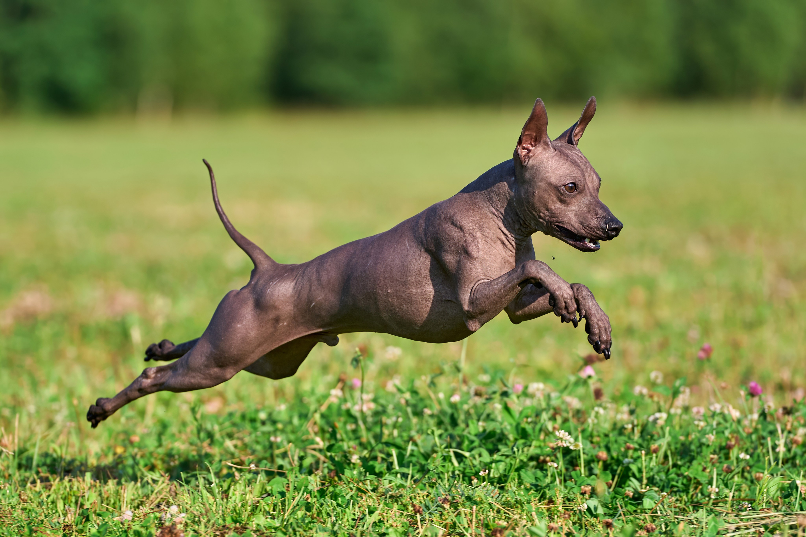 Тренировка в Донино. Фотограф-анималист Михаил Манухин