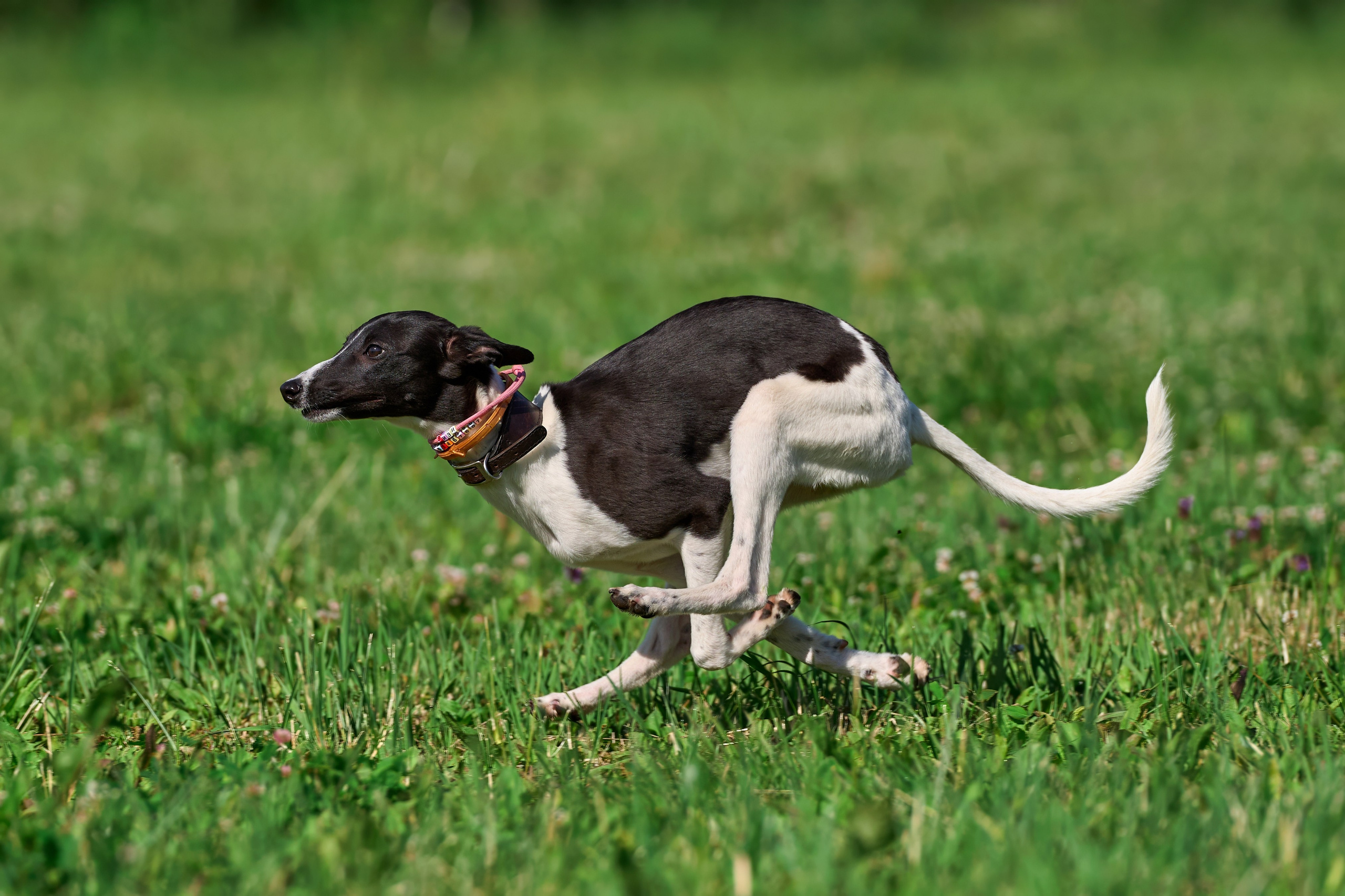 Тренировка по курсингу в Донино. Фотограф-анималист Михаил Манухин