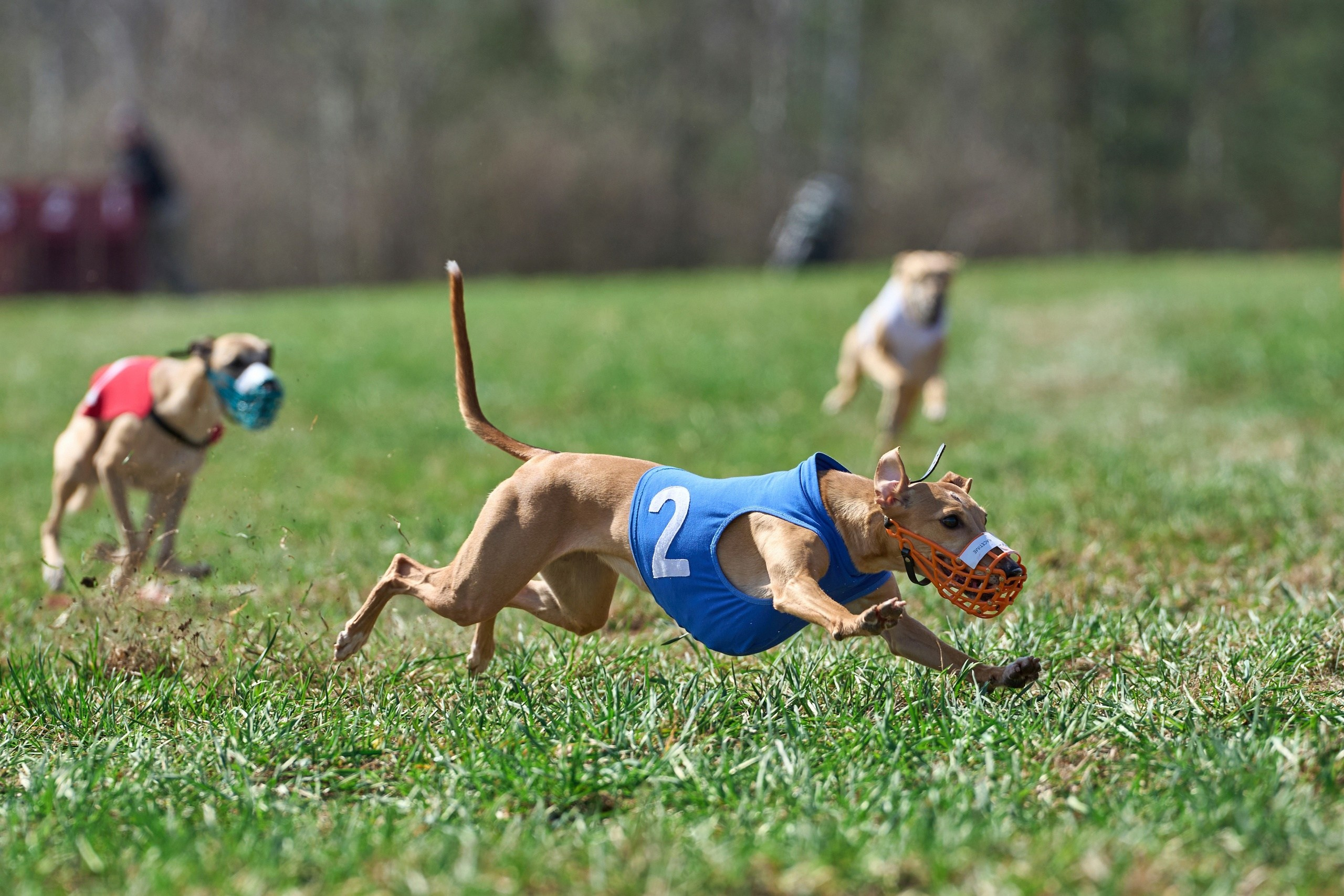 Квалификация по рейсингу. Фотограф-анималист Михаил Манухин