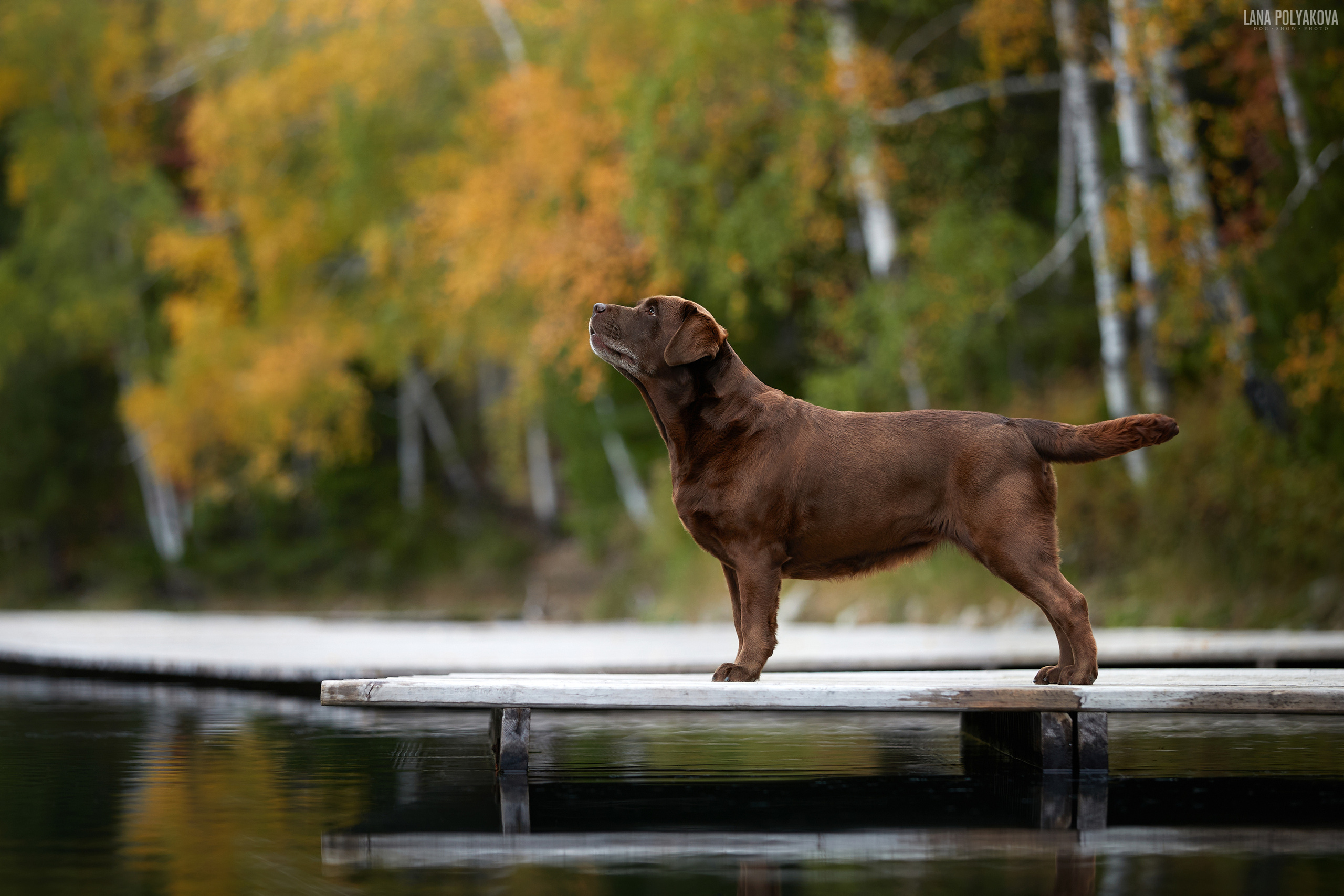 Лабрадор ретривер