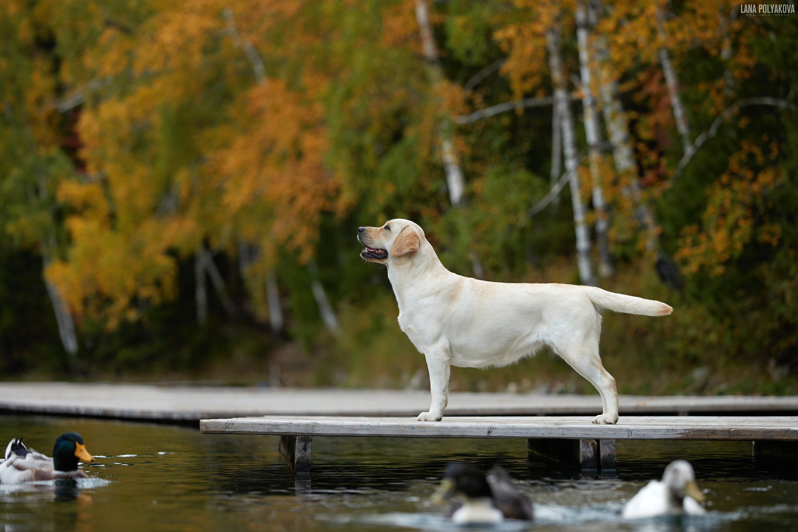 Лабрадор ретривер