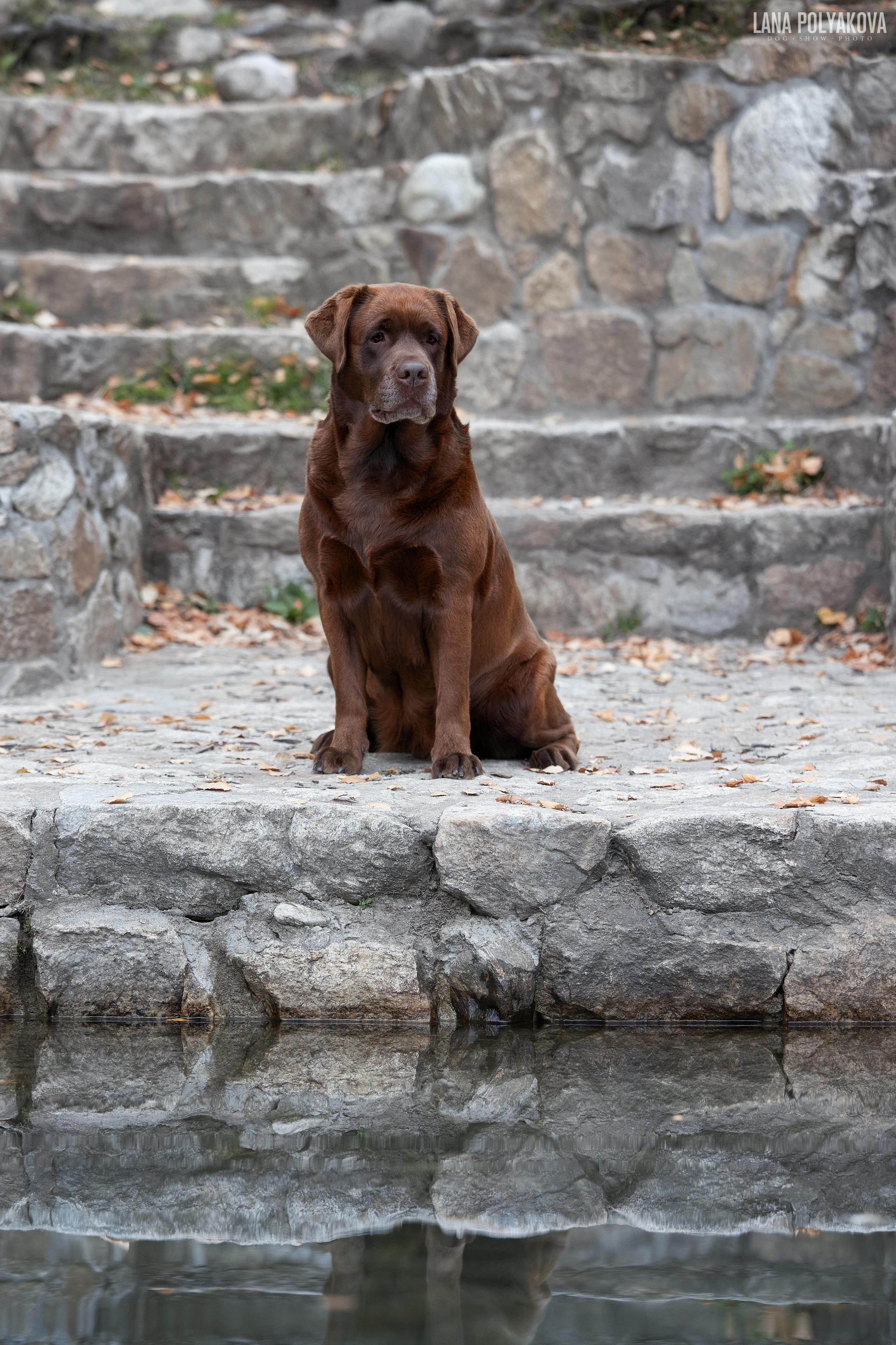Лабрадор ретривер