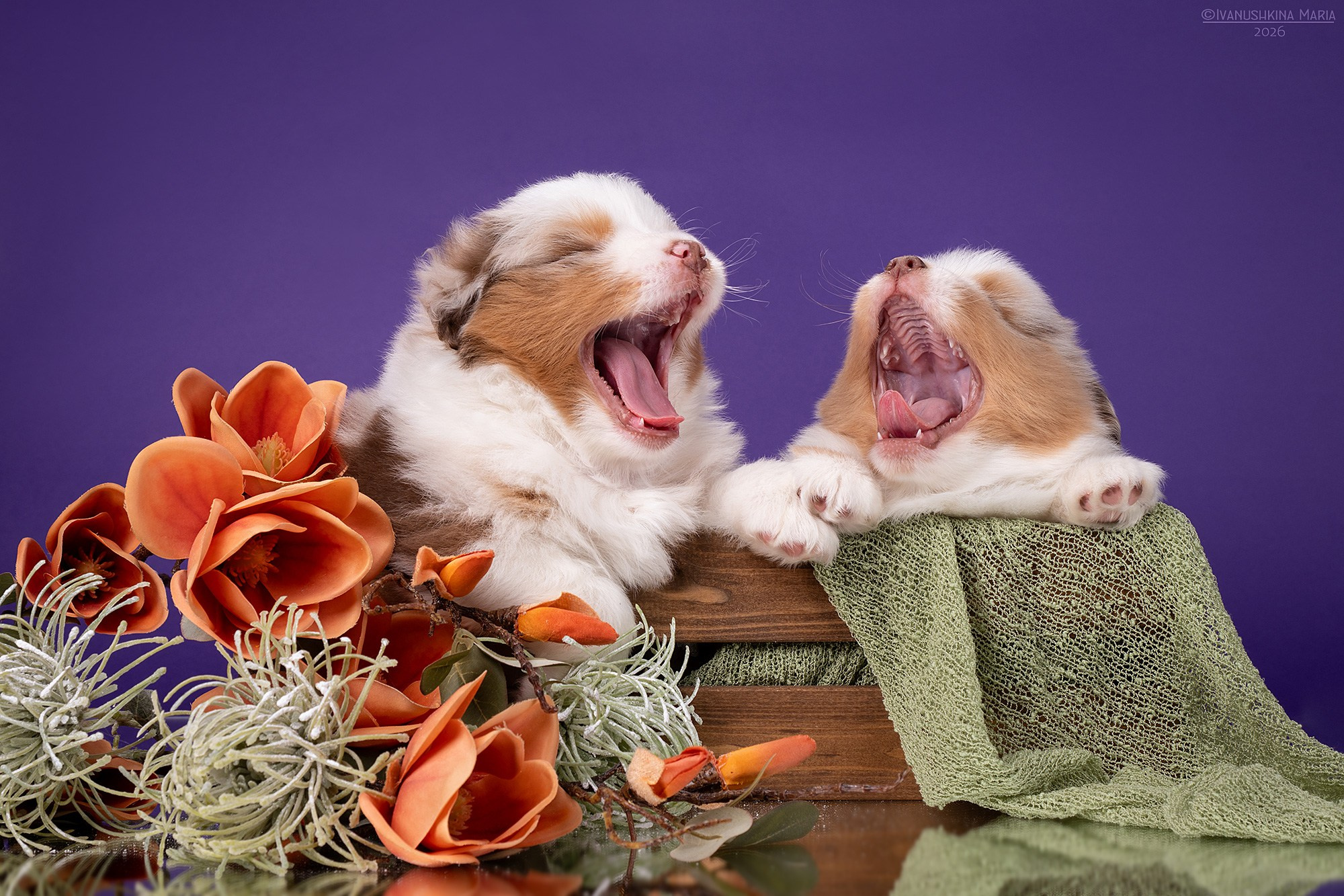 Фотосессия щенков на фонах. Фотограф собак в Москве и Московской области Иванушкина Мария