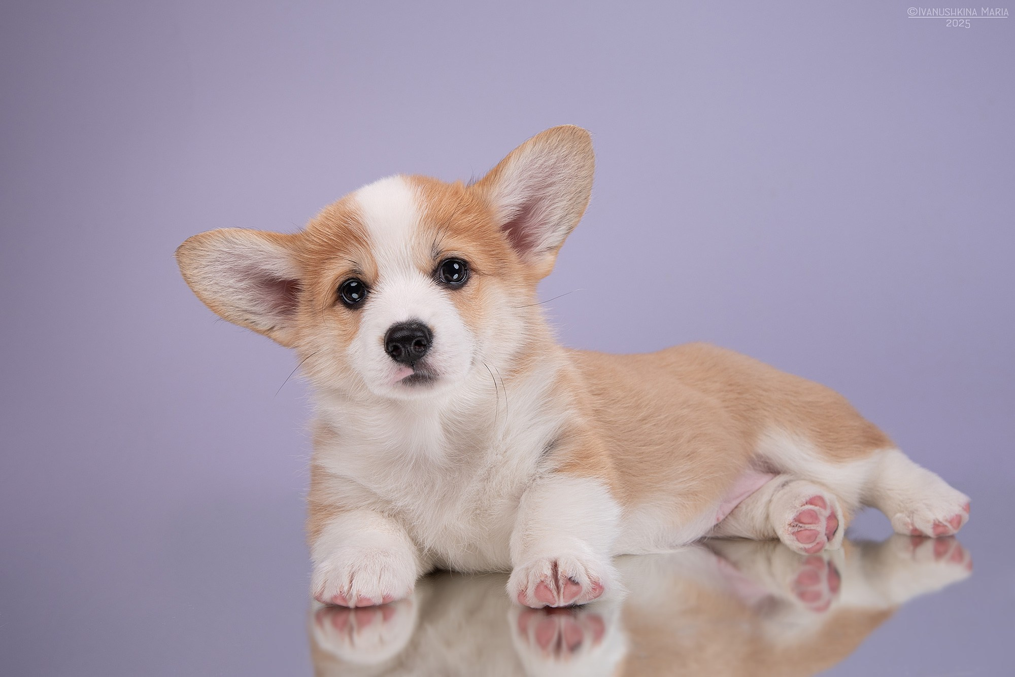 Фотосессия щенков на фонах. Фотограф собак в Москве и Московской области Иванушкина Мария