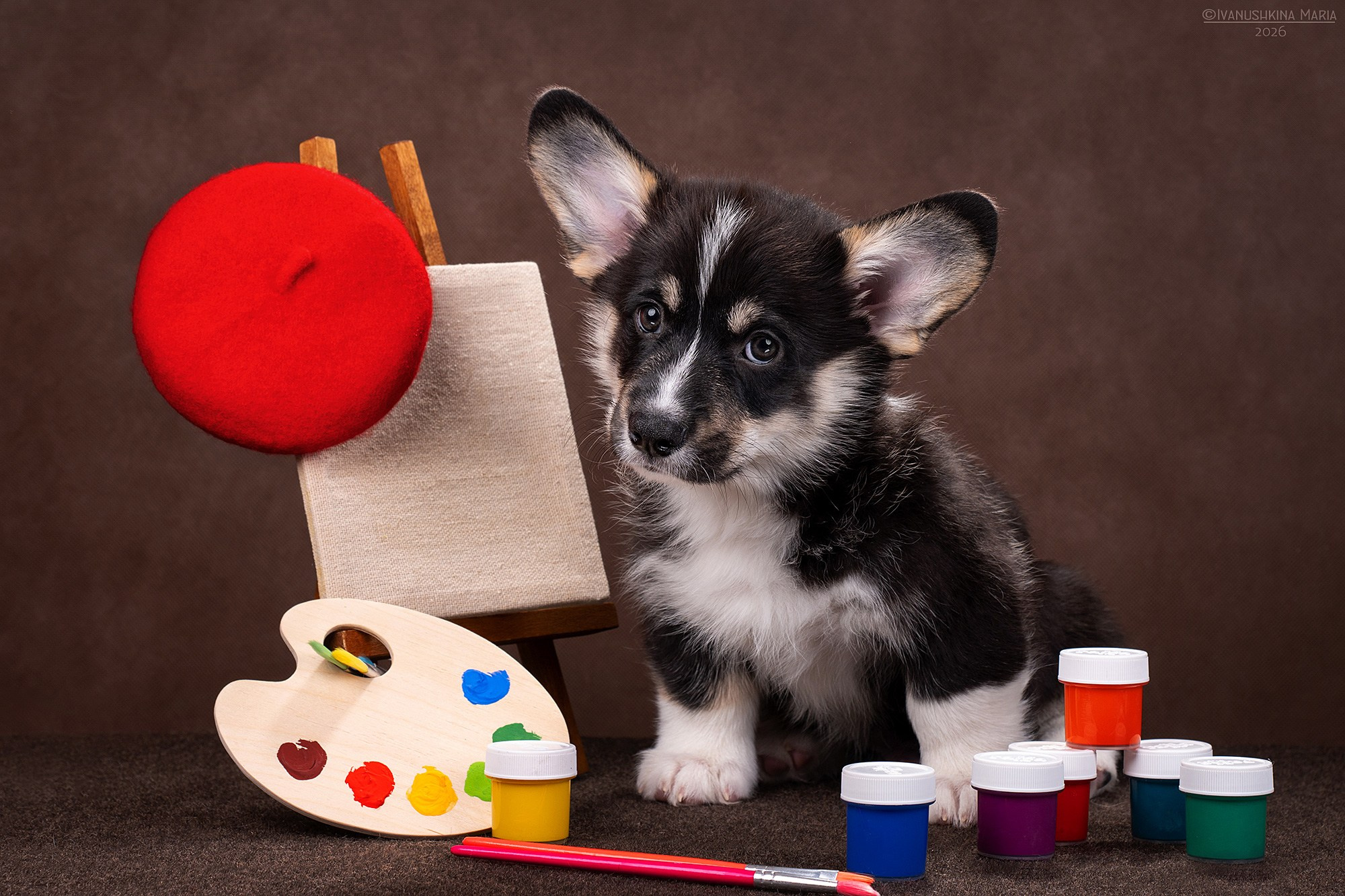 Фотосессия щенков на фонах. Фотограф собак в Москве и Московской области Иванушкина Мария