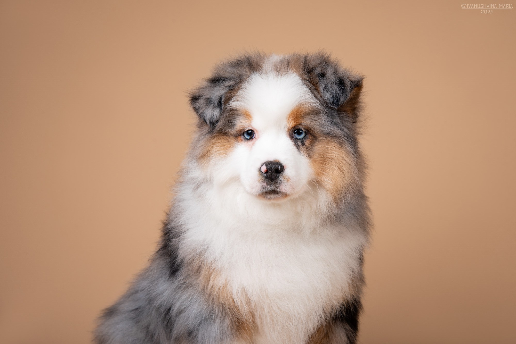 миниатюрная американская овчарка щенок