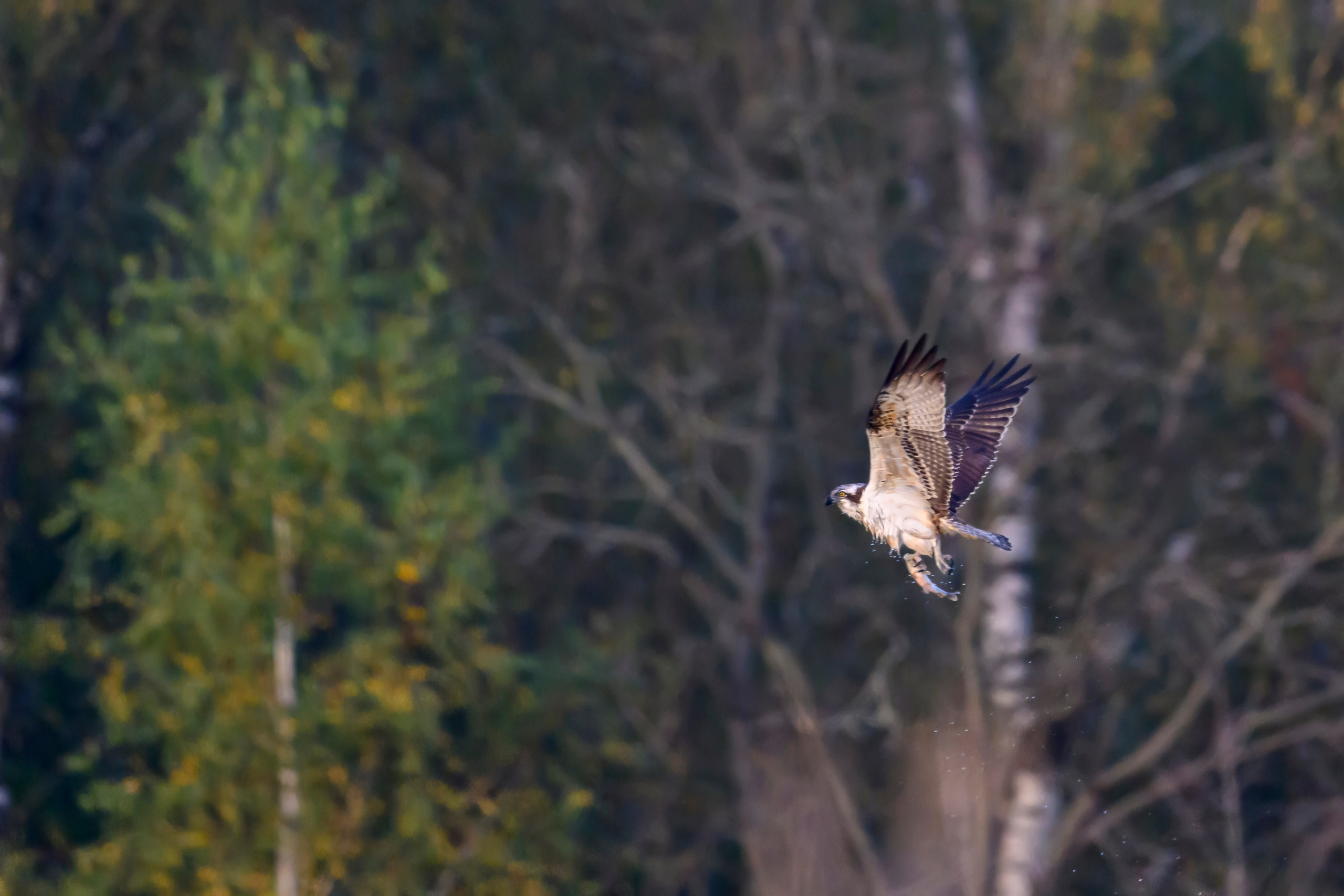 Скопа и канюк. The Osprey and the Buzzard. Фотограф Сергей Пупонин