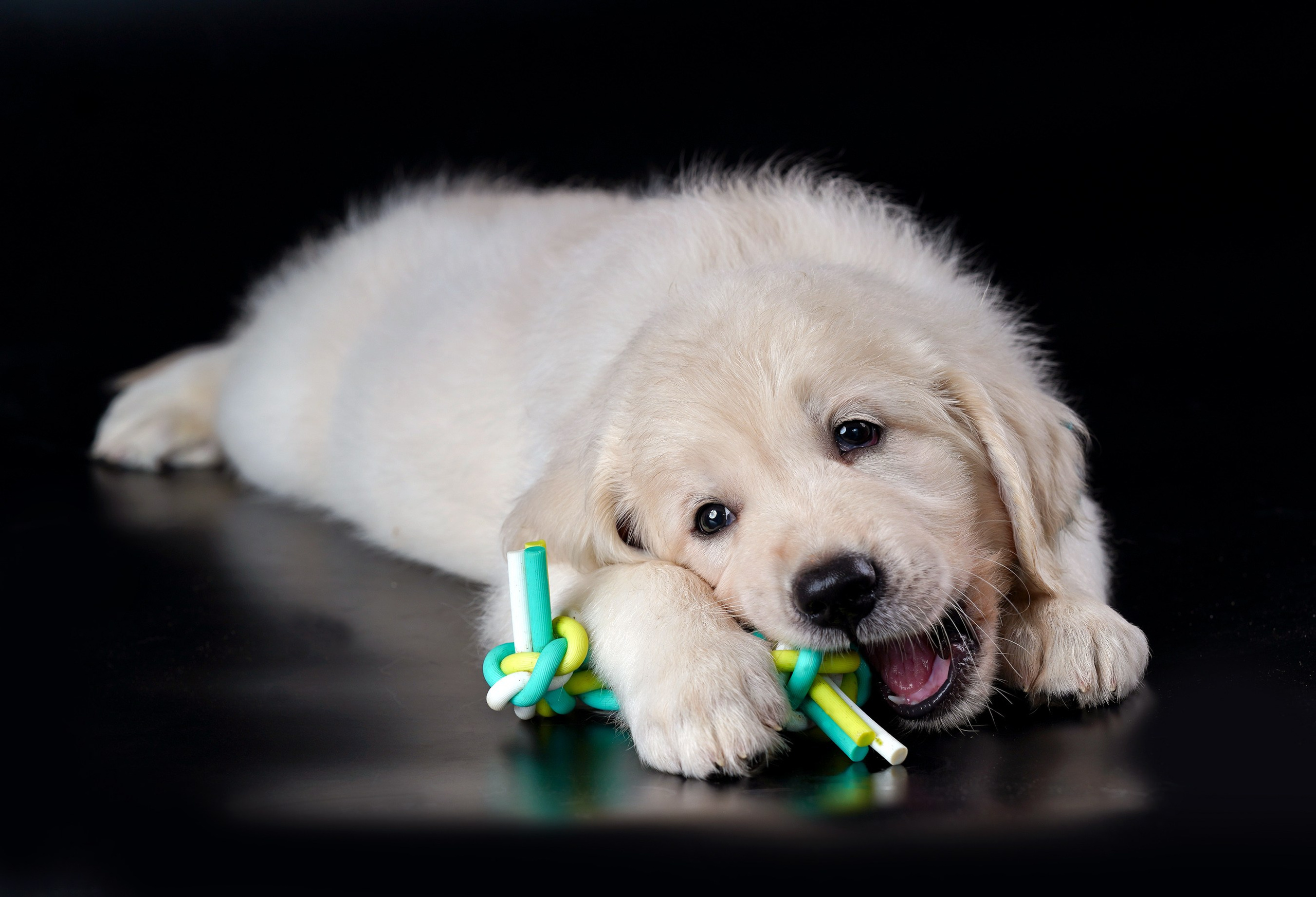 съемка собак, съемка щенков , съемка собак для авито, съемка щенков для авито, грумминг, фотограф животных. фотограф собак,
