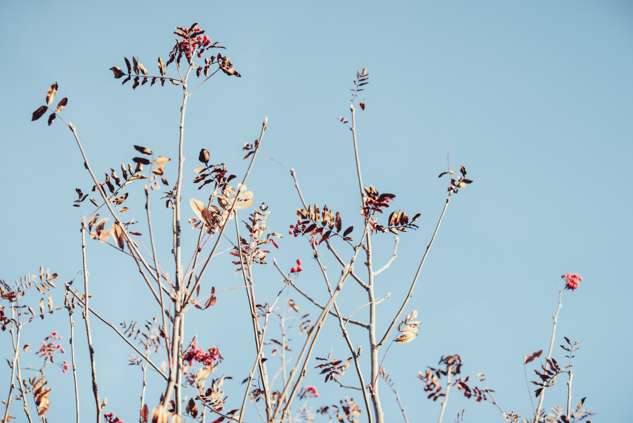 Red berries on clear blue sky background in autumn season