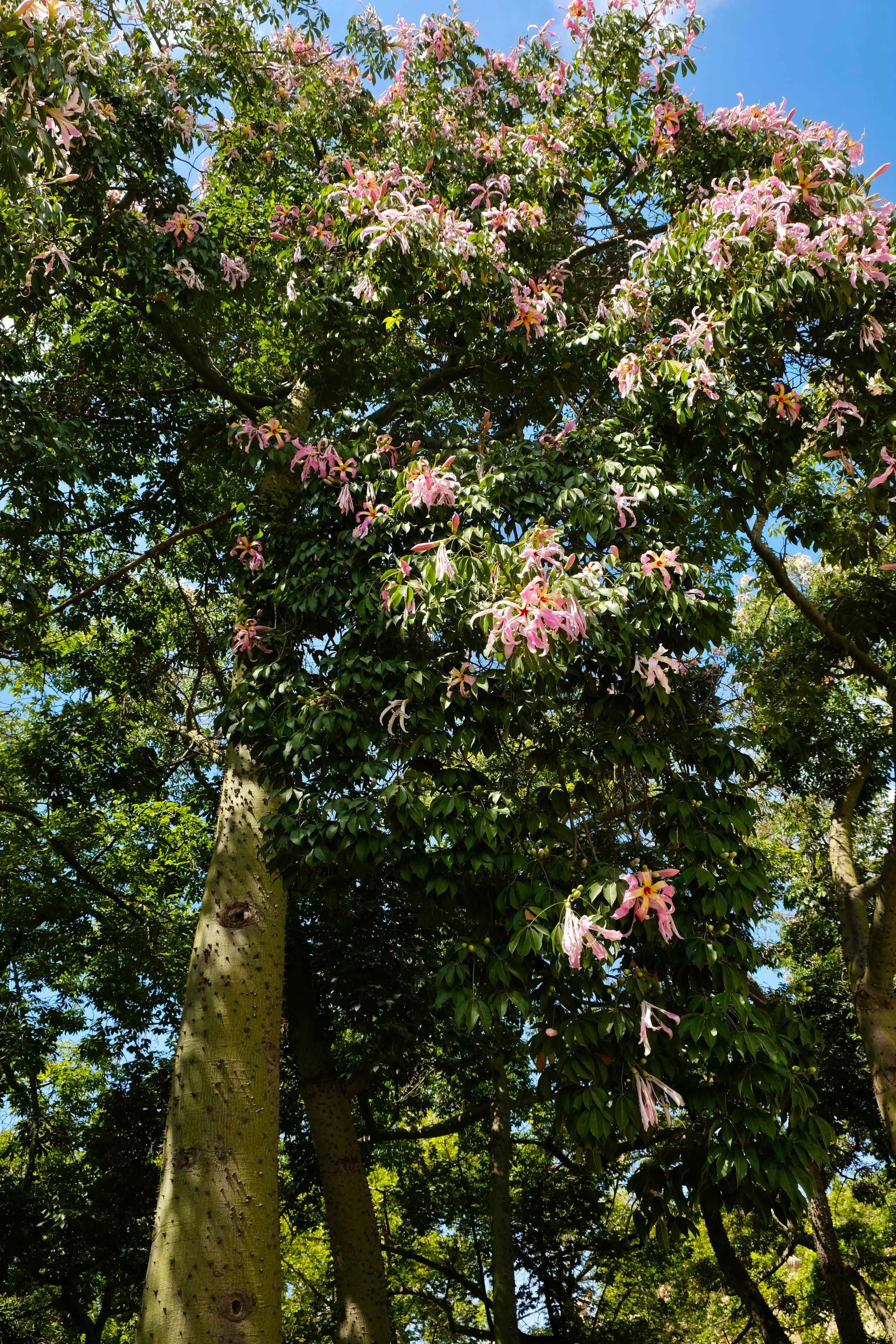 Парки Валенсии. Гид и фотограф в Валенсии Новиков Михаил