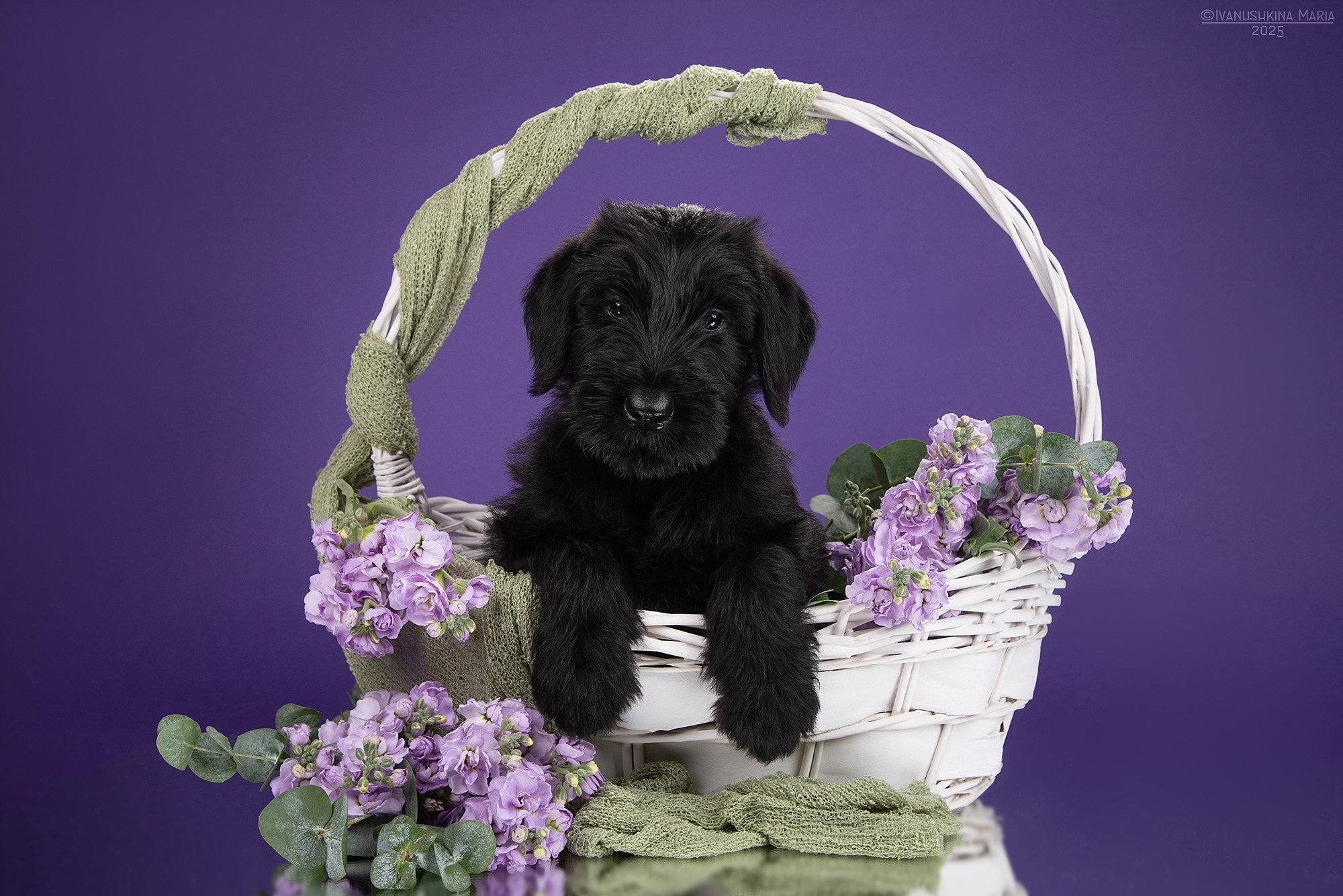 Фотосессия щенков на фонах. Фотограф собак в Москве и Московской области Иванушкина Мария