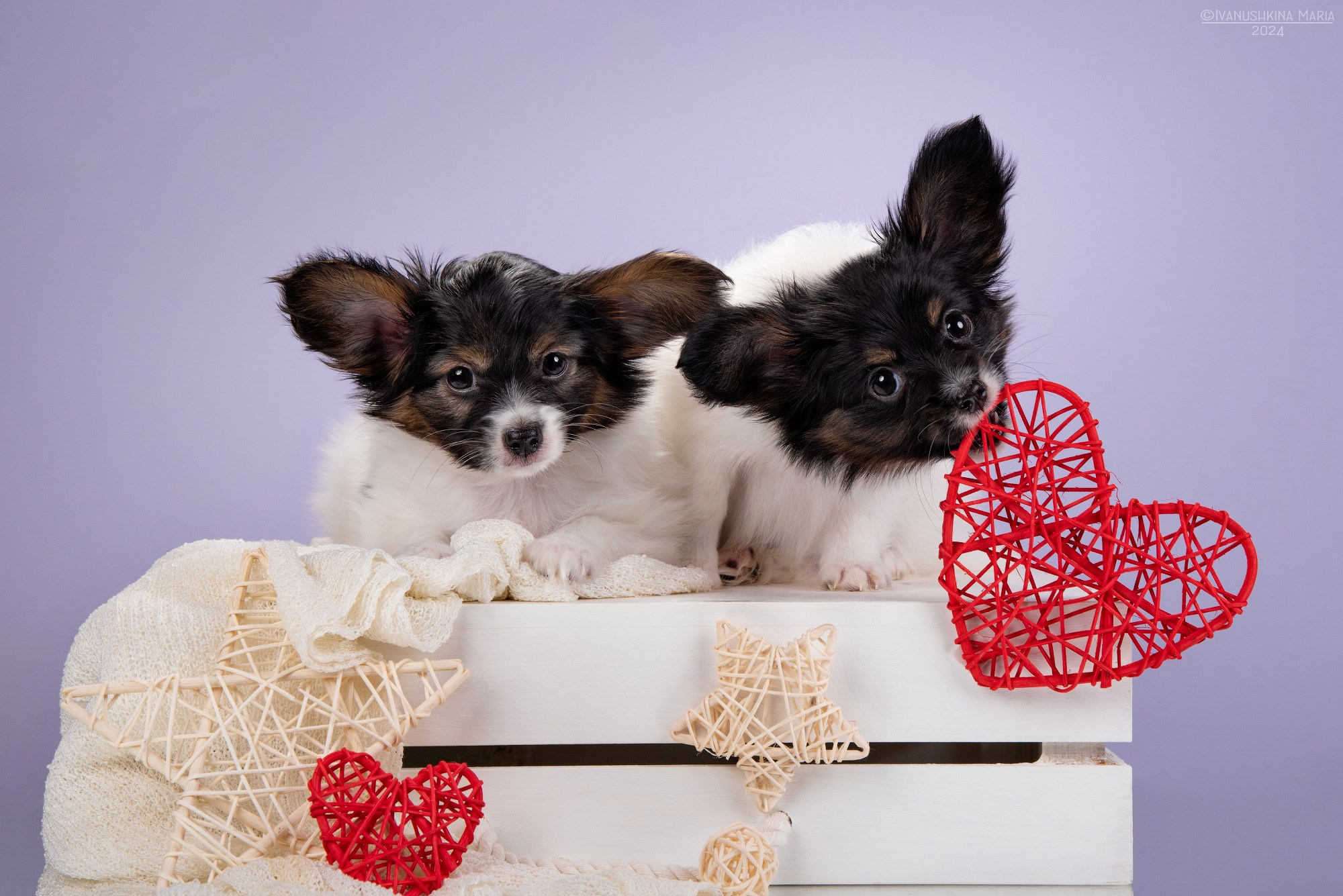 Фотосессия щенков на фонах. Фотограф собак в Москве и Московской области Иванушкина Мария