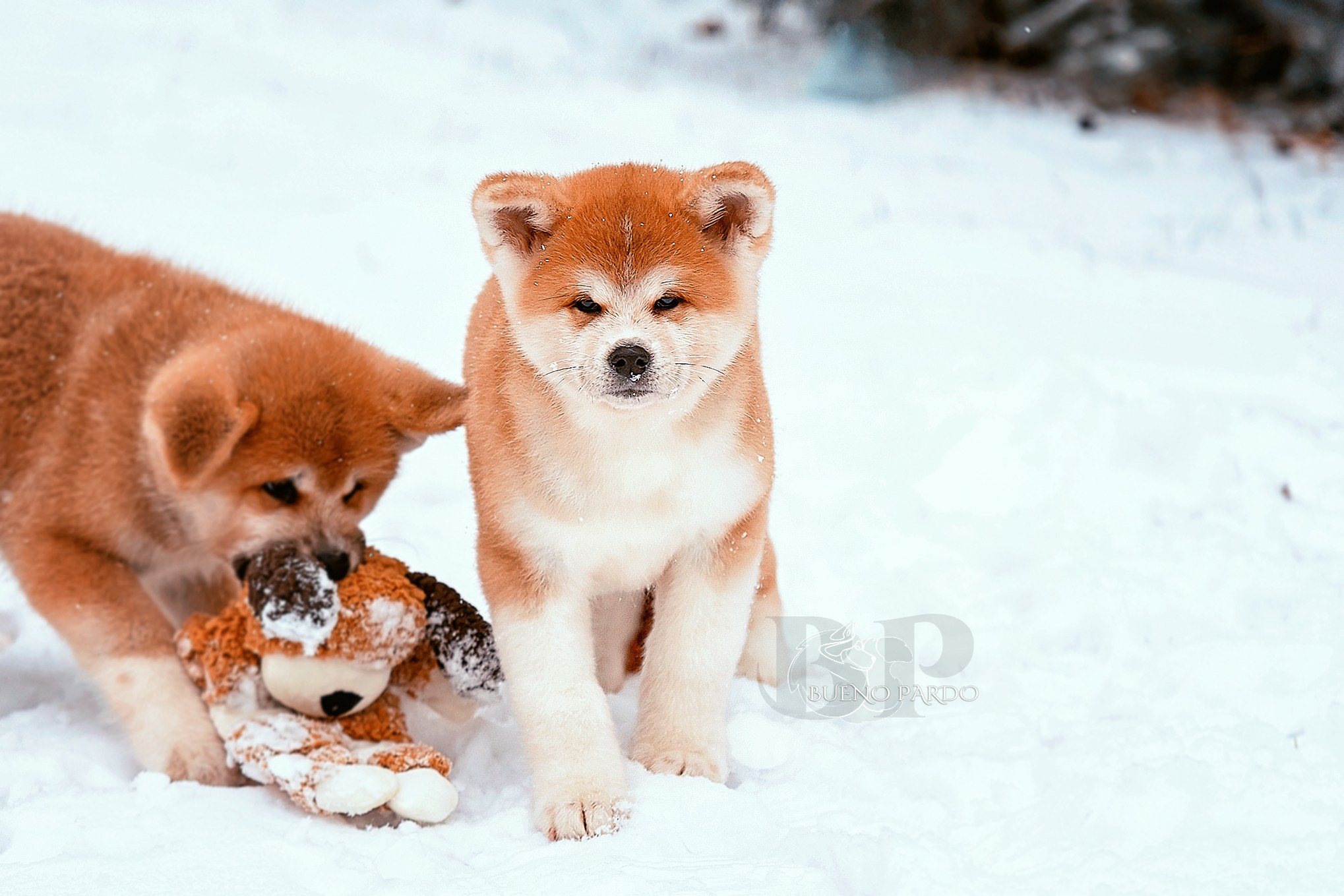 Щенки японской акита ину из питомника. Питомник собак Акита, Хаски, Корги