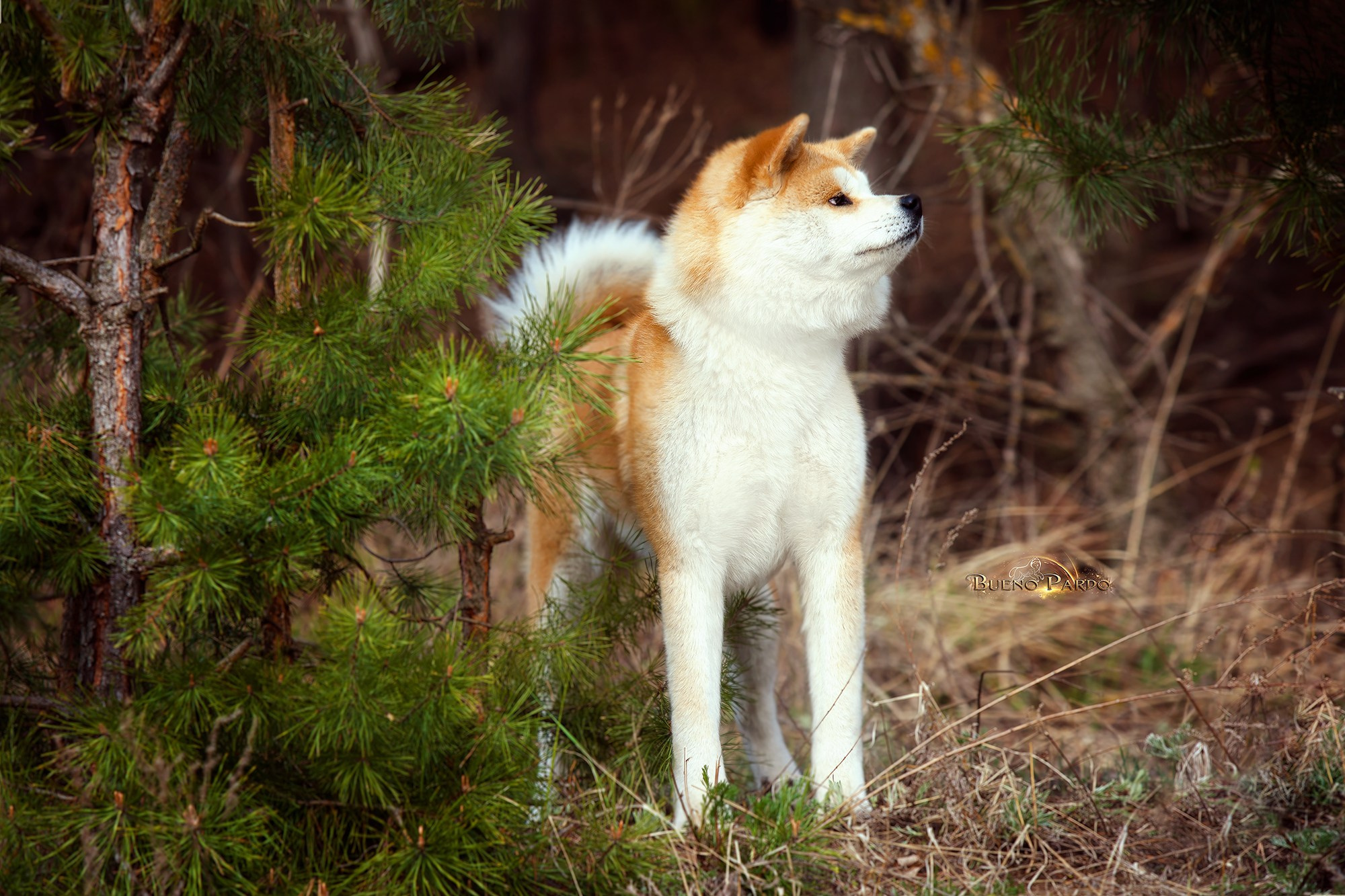 Щенки японской акита ину из питомника. Питомник собак Акита, Хаски, Корги