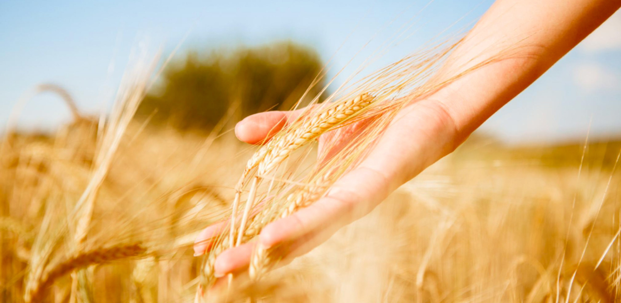 О нас. Экспорт сельскохозяйственной продукции в Европу и страны СНГ