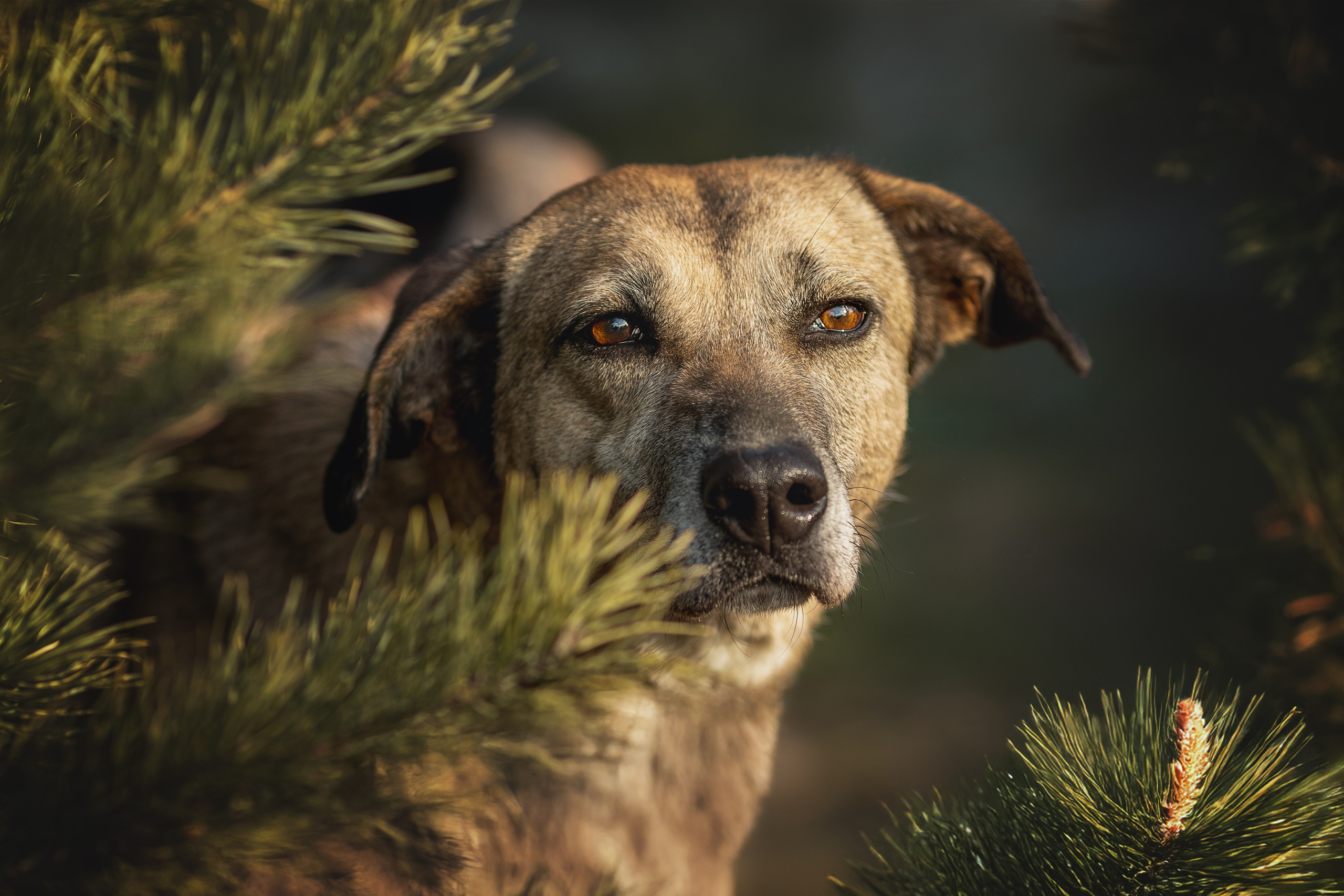 ИЩУТ ДОМ. Фотограф-анималист в Москве и Подмосковье