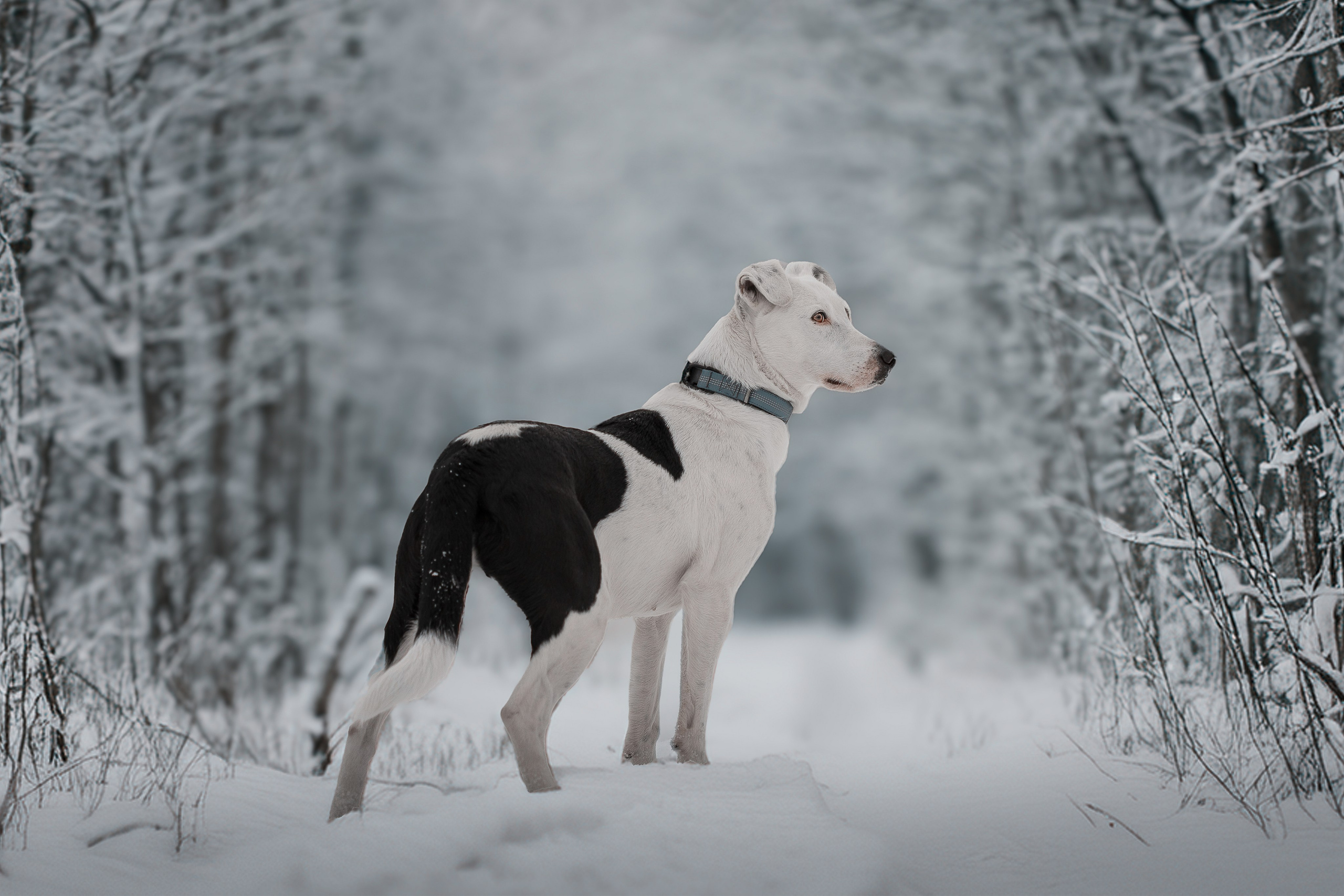 ИЩУТ ДОМ. Фотограф-анималист в Москве и Подмосковье