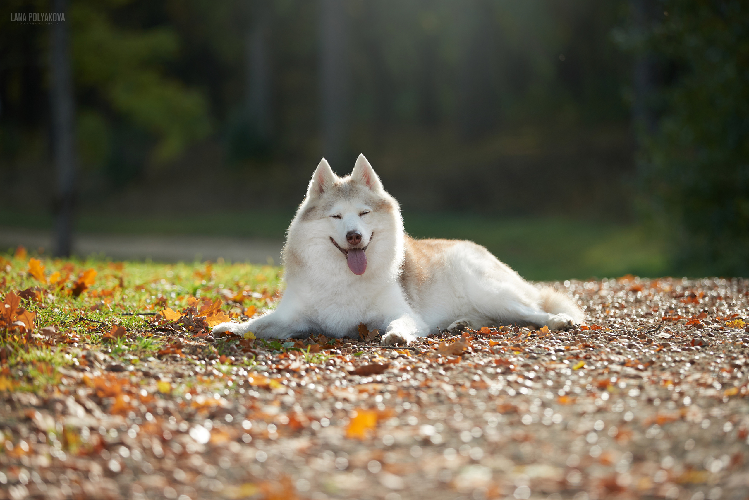 Хаски на прогулке в Санкт-Петербурге