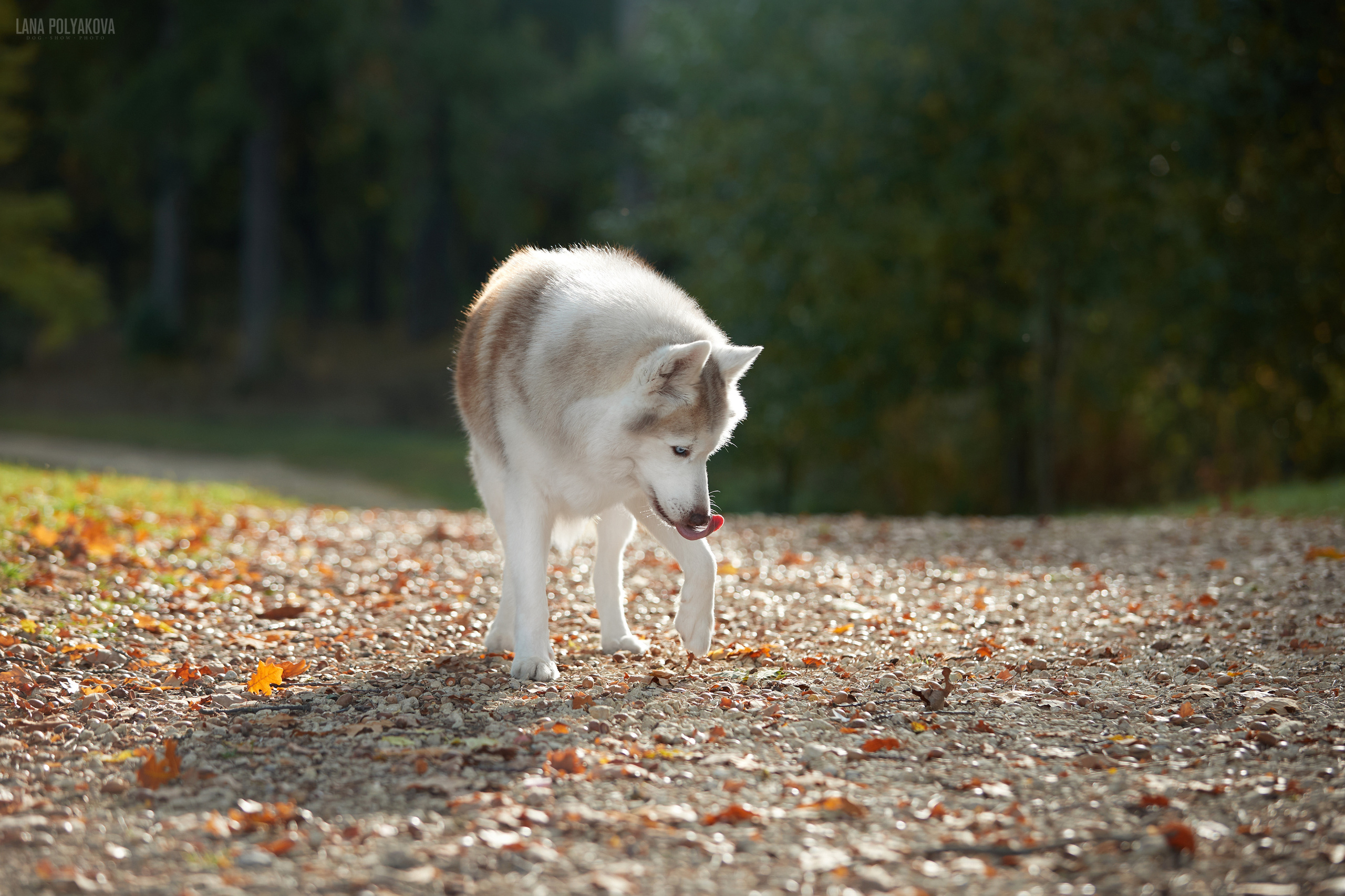 Хаски на прогулке в Санкт-Петербурге