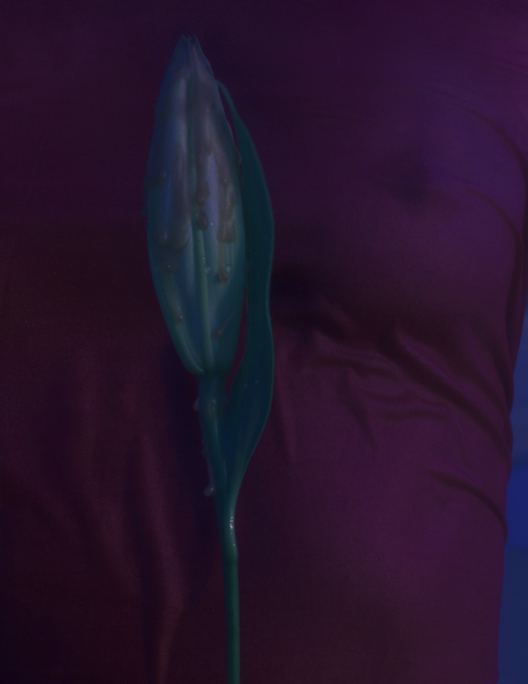 Amor Seco. Художественная фотография в Санкт-Петербурге Алина Берёзкина