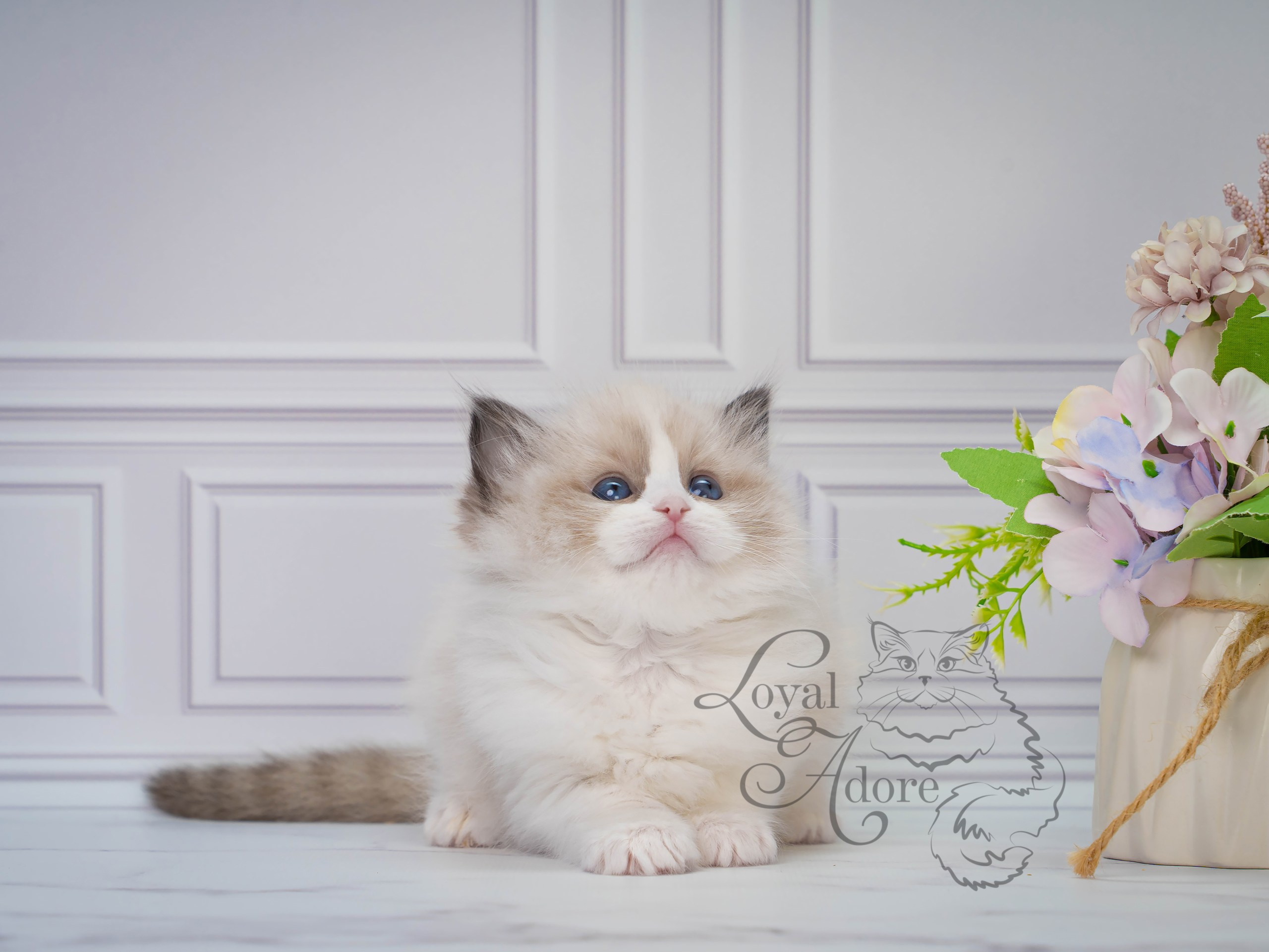 Котята рэгдолл от Loyal Adore. Питомник рэгдолл Loyal Adore