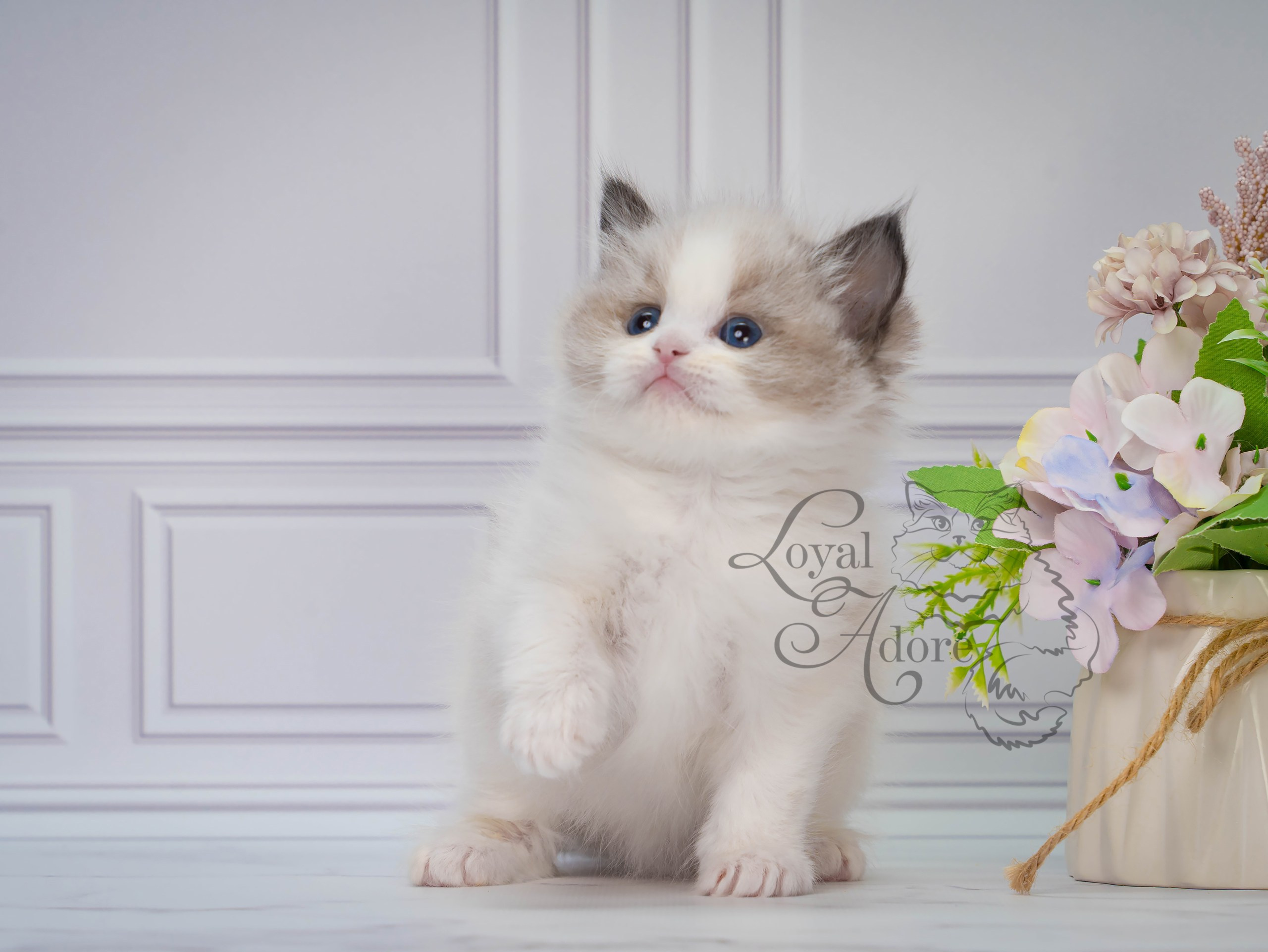 Котята рэгдолл от Loyal Adore. Питомник рэгдолл Loyal Adore