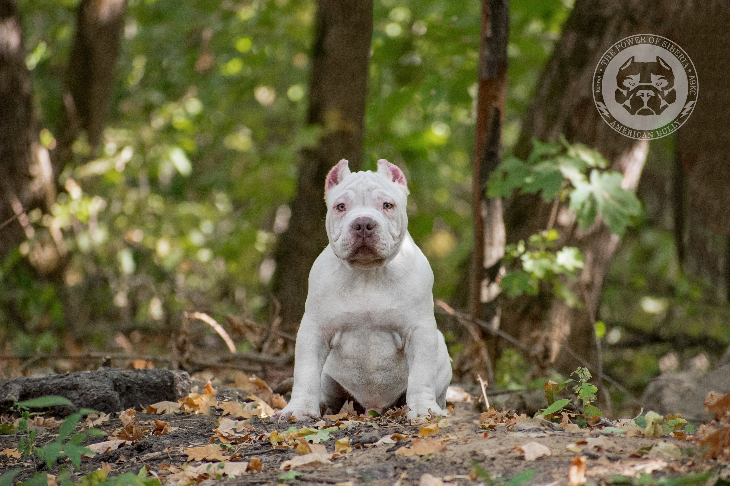 Купить щенка Американский Булли в Ростове-на-Дону