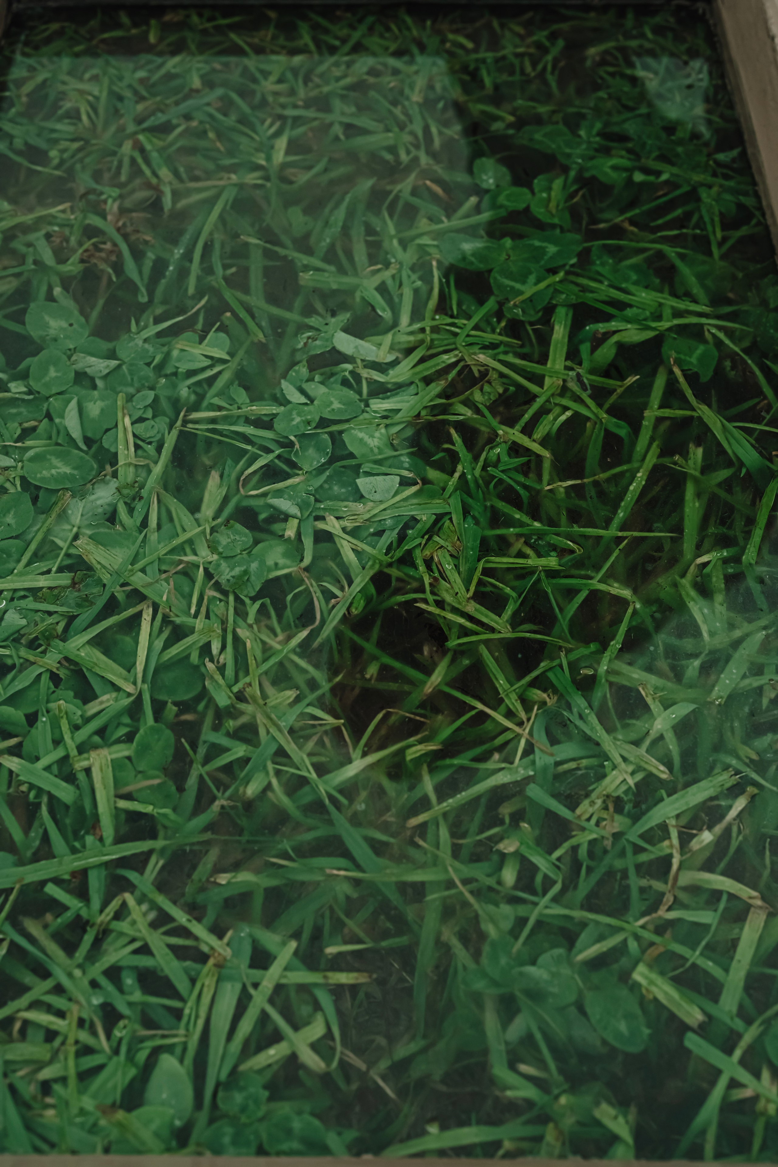 Green. Фотограф Олеся Кавлакан