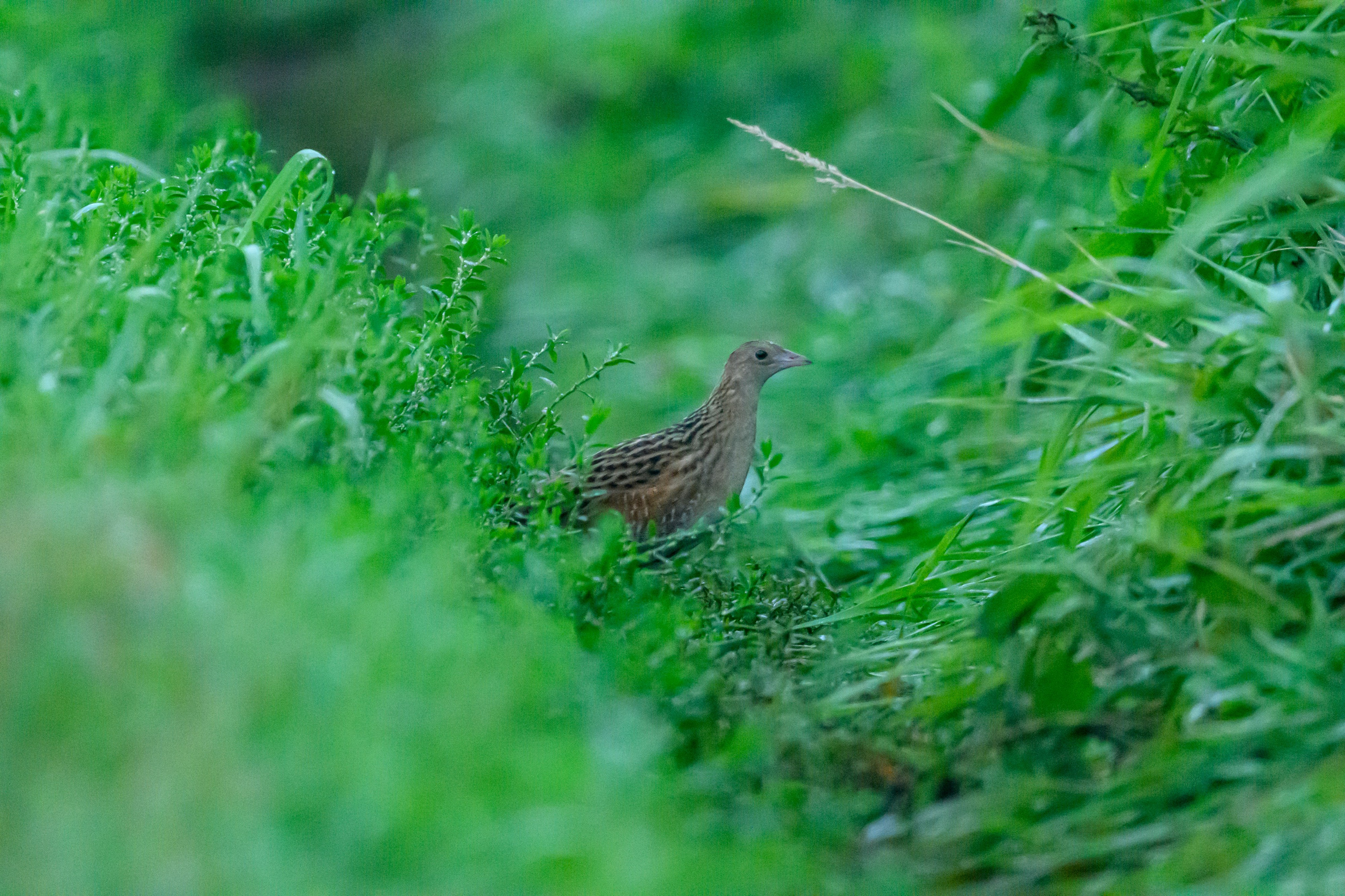 Турухтаны, цапля и коростель. Wildlife photography by Sergey Puponin