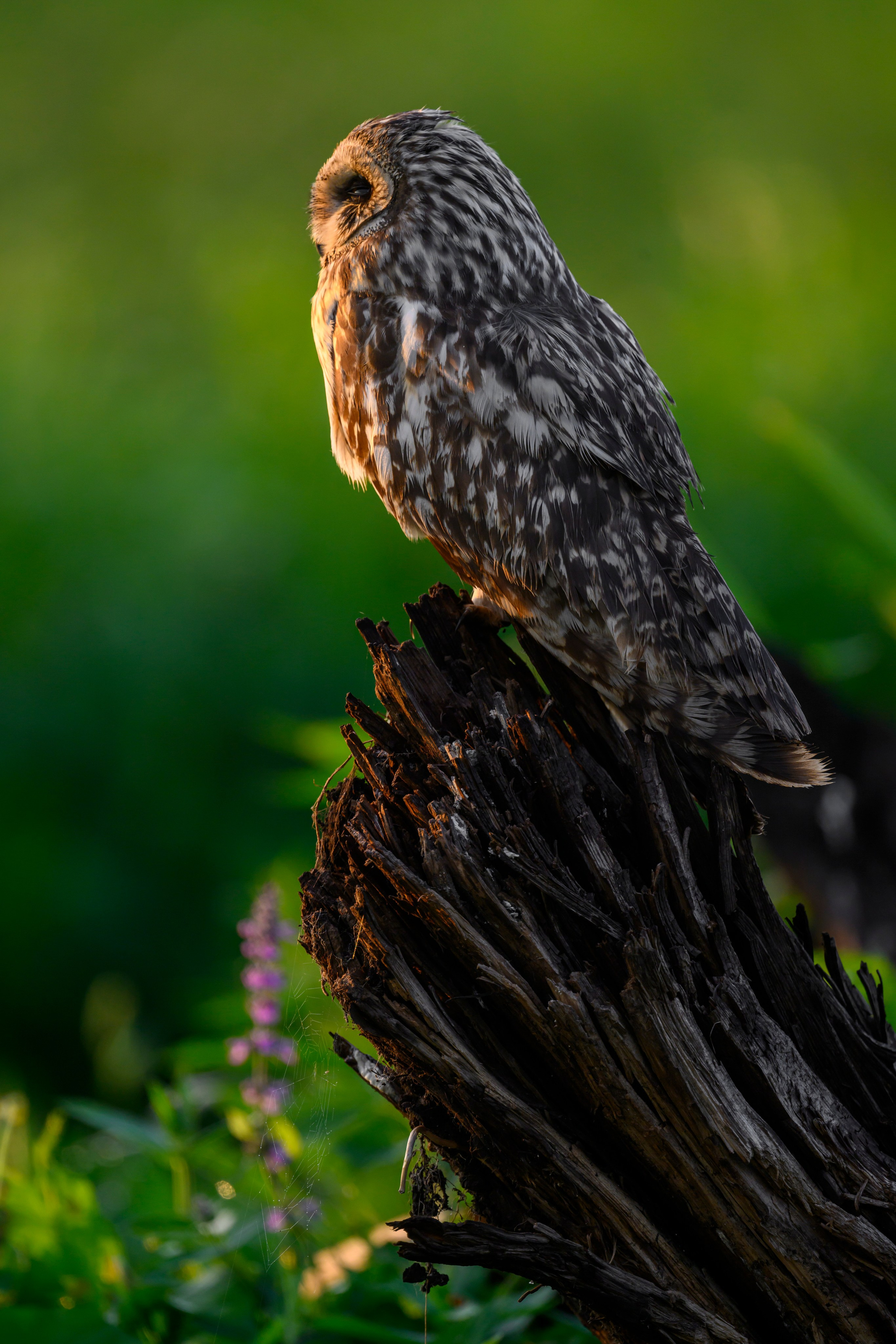 Сова на рассвете. Owl at dawn. Wildlife photography by Sergey Puponin