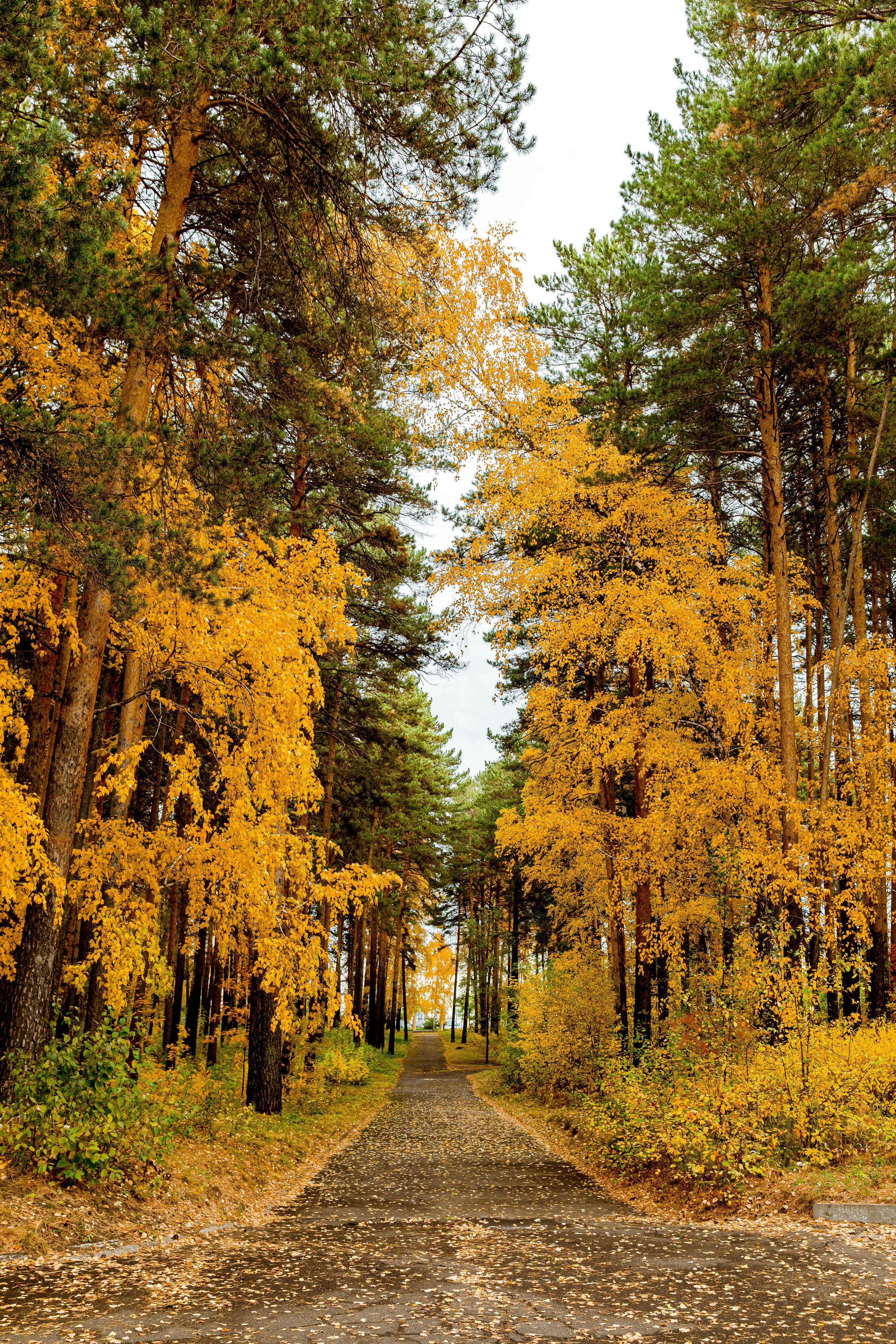Осень в парке. Семейный и детский фотограф в Железногорске Саламахо Ольга