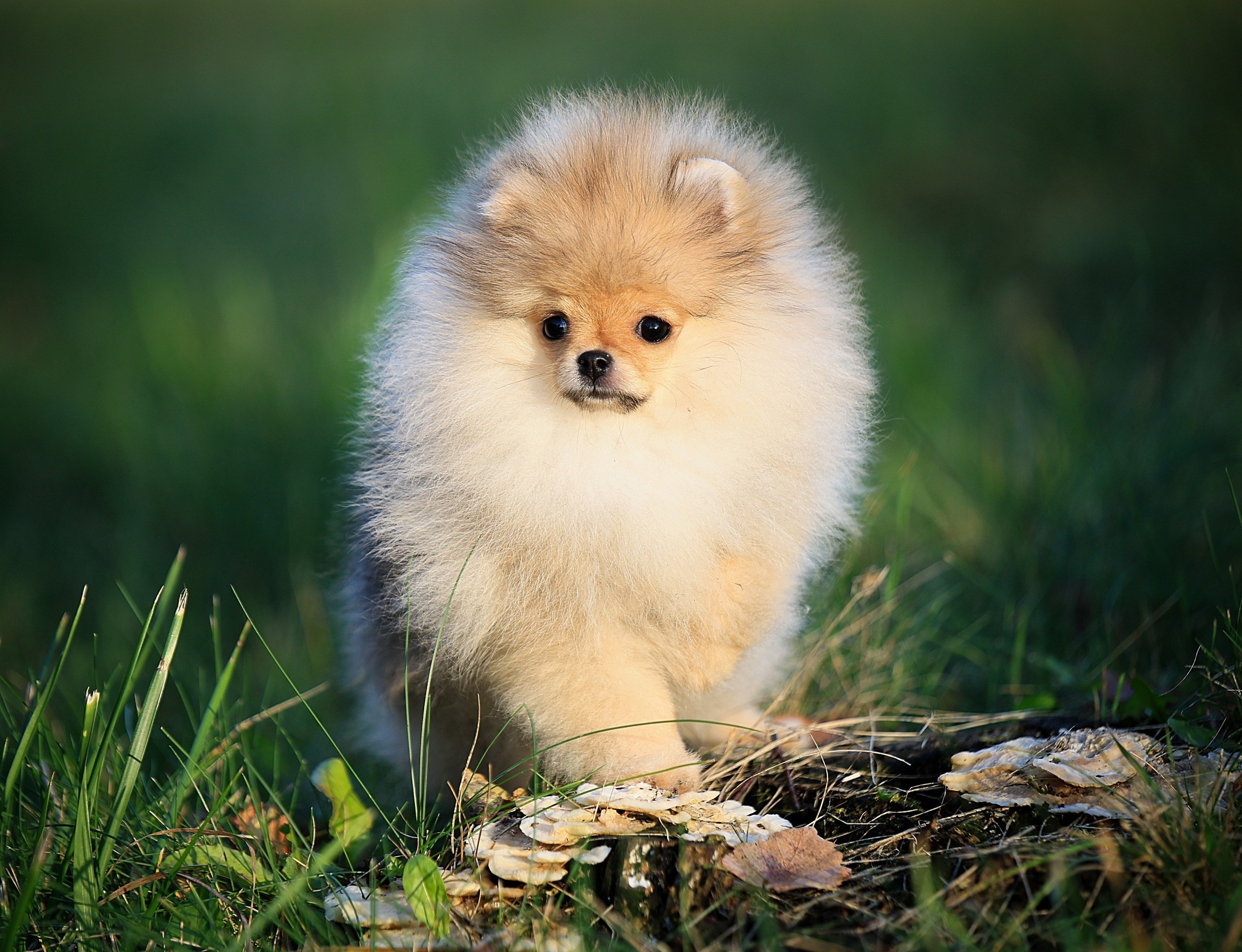 Шпицы. Купить щенка Вельш-корги-кардиган в семейном питомнике — Ice Fantasy