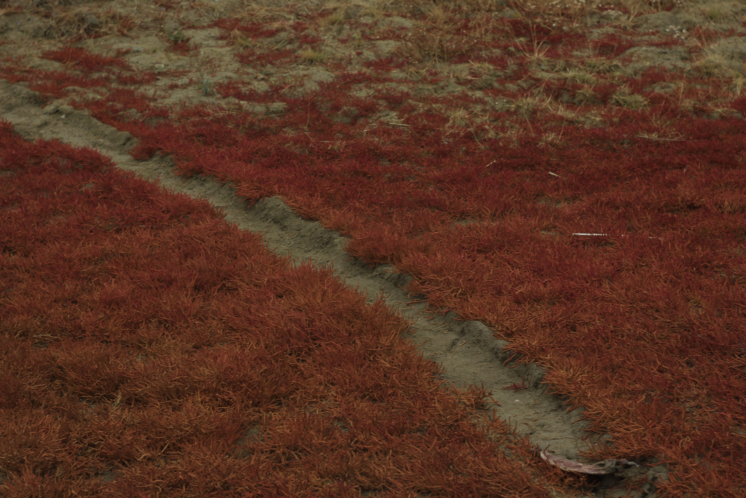 Разбойщина, Саратов, студенческая архитектурная мастерская Евгения Спирина и САСК. Фотокрыжовник. Снимаем, дружим, путешествуем
