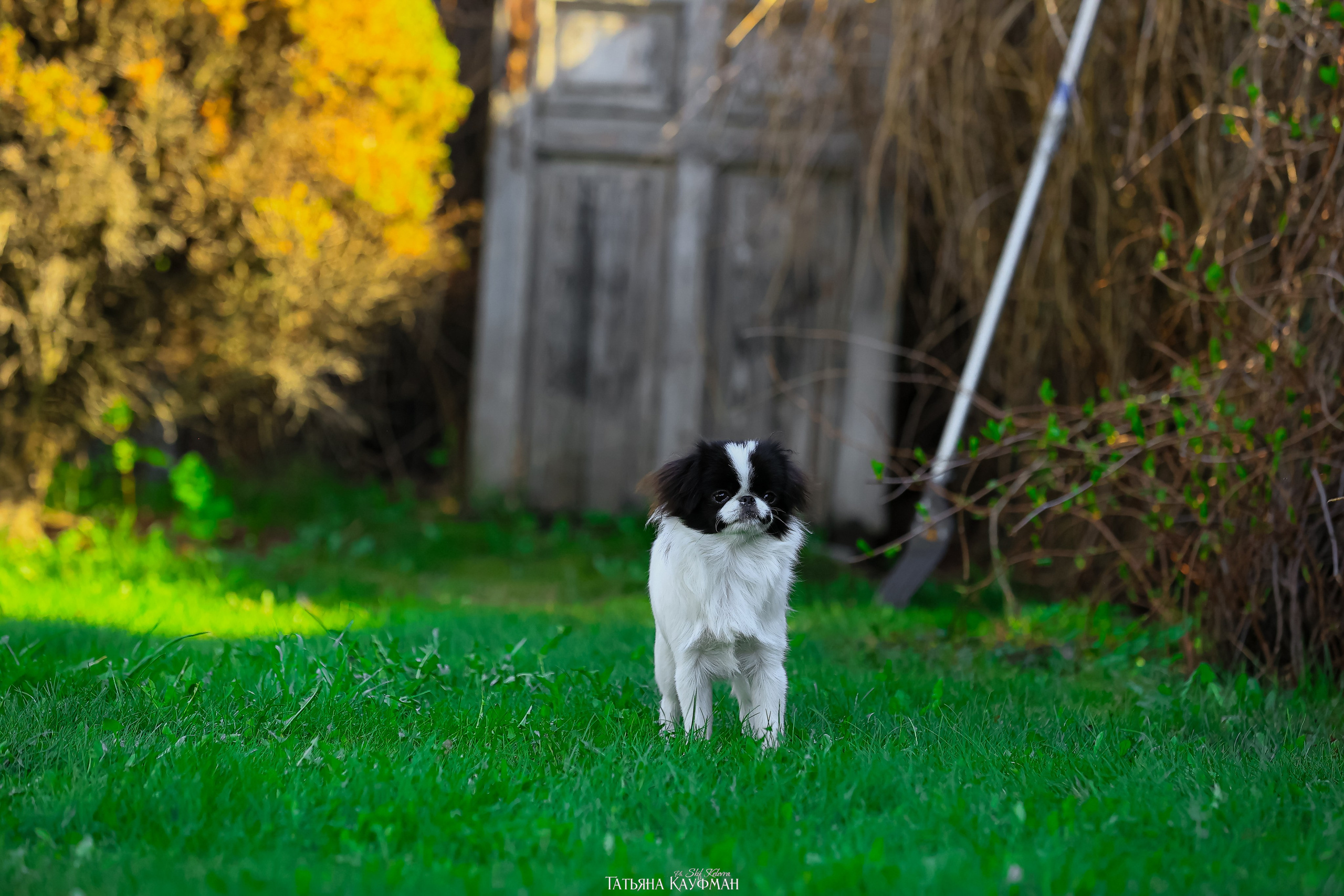 Японский хин, фотография японский хин, собака в цветах, красивая собака, фотограф анималист, фотокурс Анималистика, научиться фотографировать собак, фотограф Новосибирск