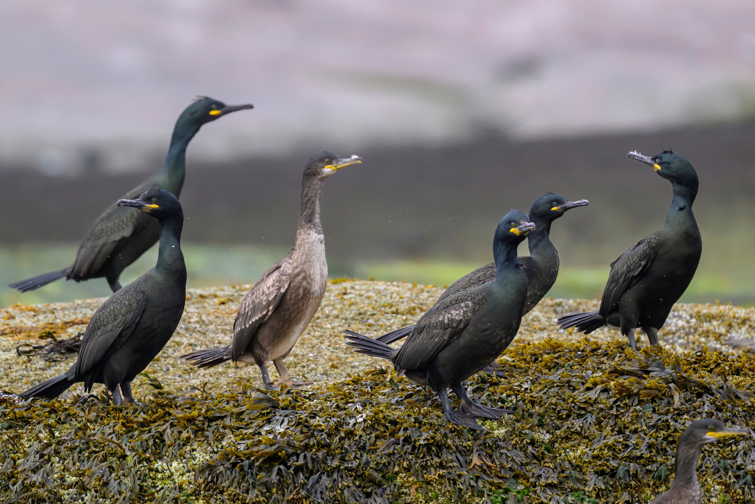 Атлантический длинноносый баклан. Wildlife photography by Sergey Puponin