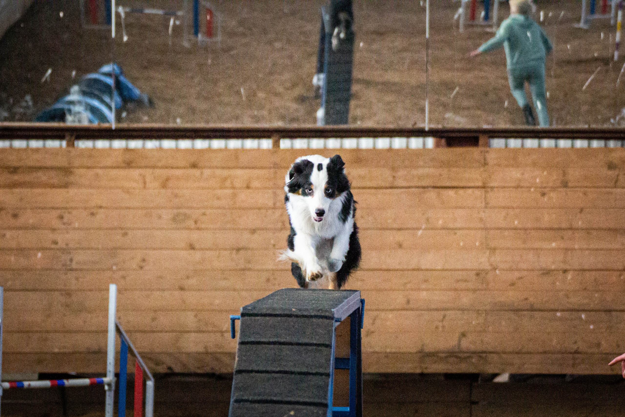 Гелий. BLGKV питомник собак