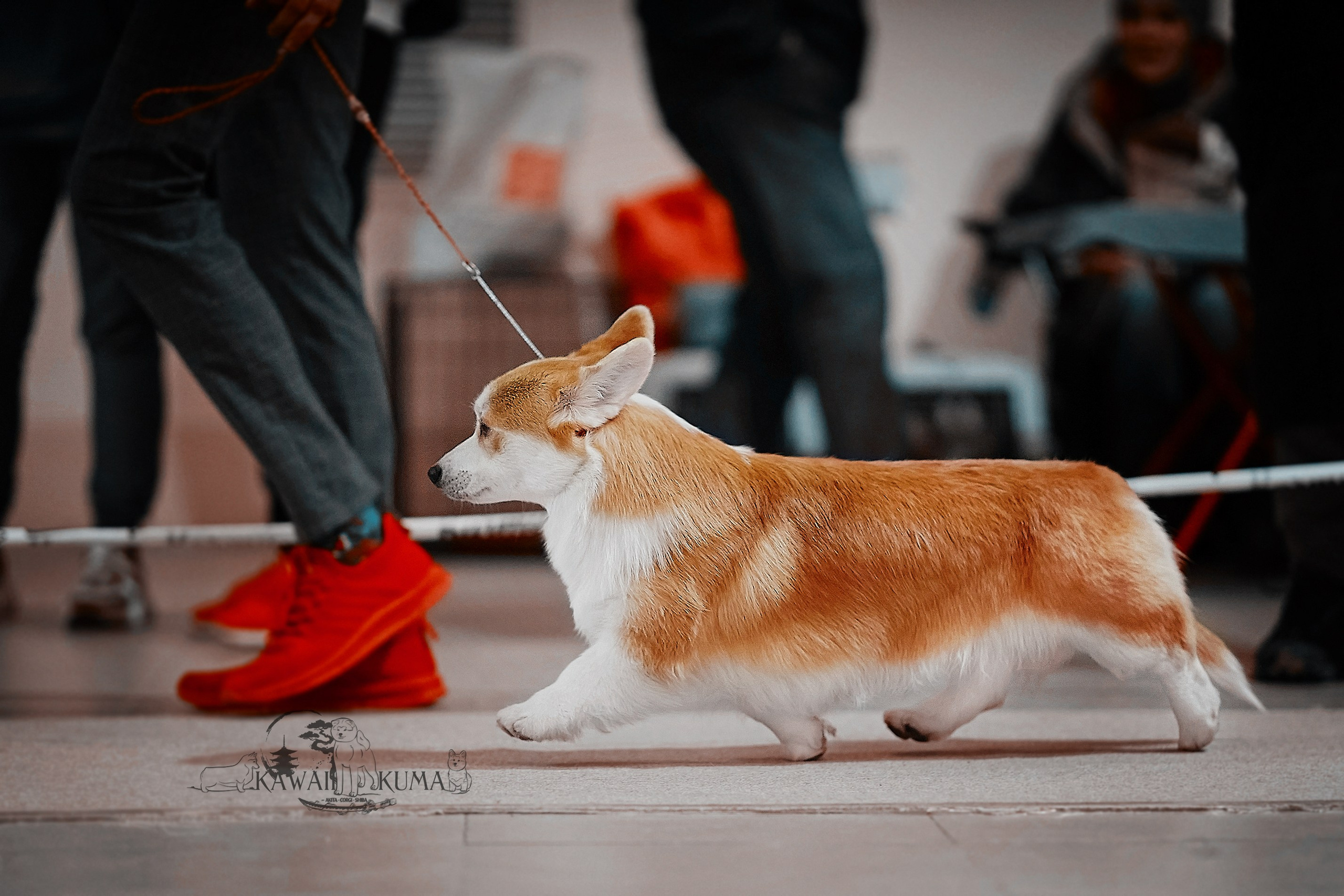 КОРГИ. Kawaii Kuma питомник собак пород Корги пемброк, Акита ину, Сиба